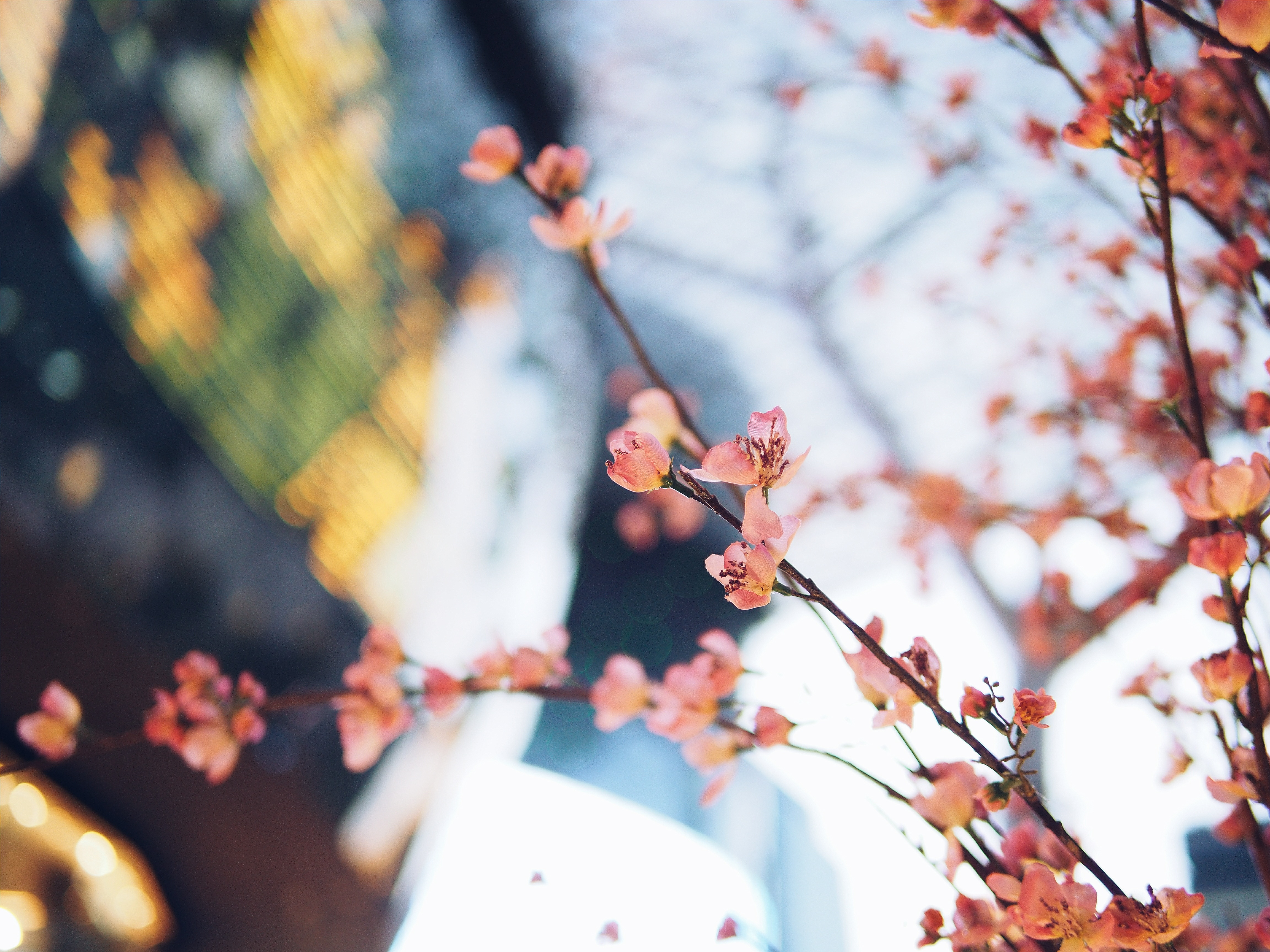 Free photo Cherry blossom branches in the morning sunlight