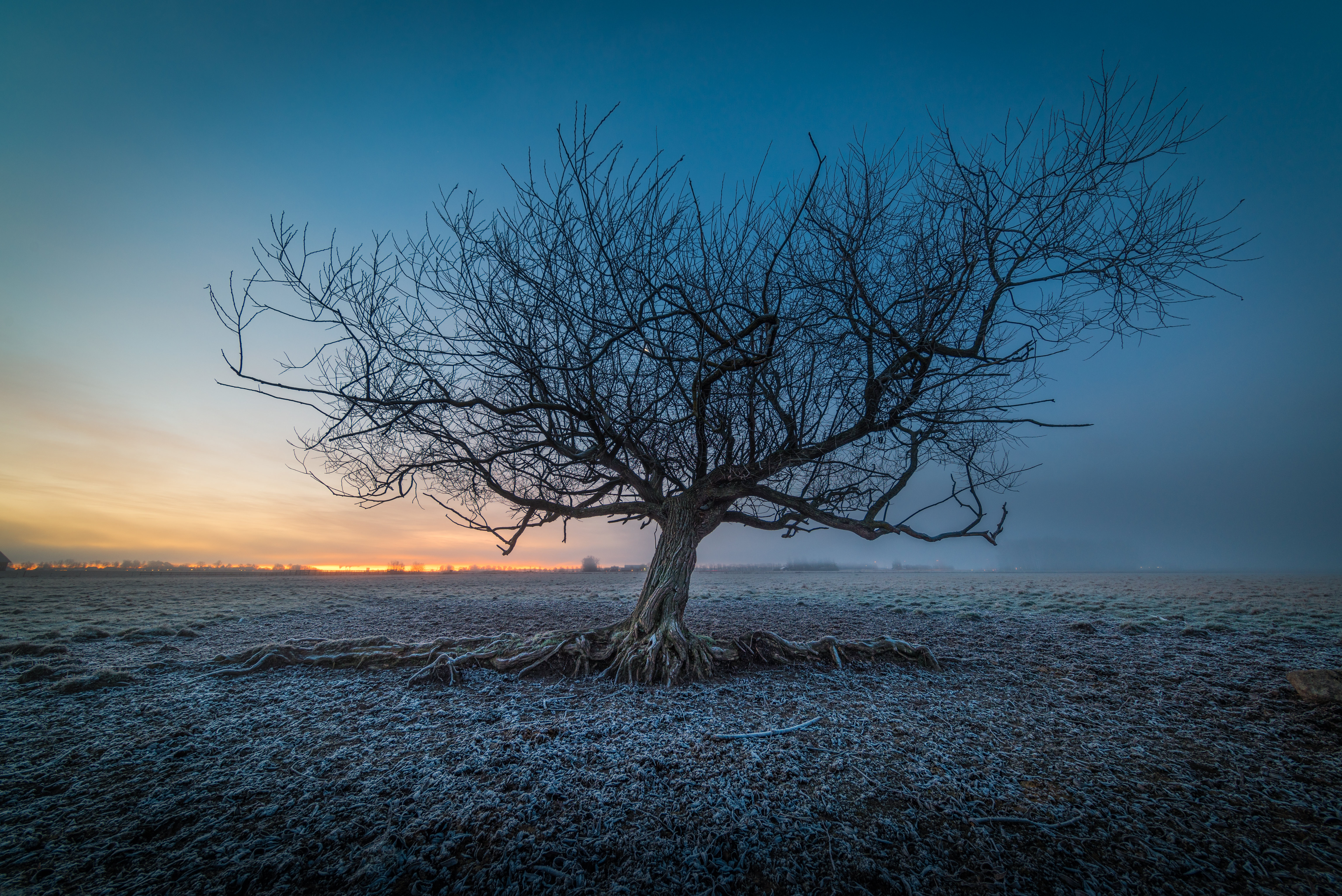 免费照片霜降的早晨，田野里的一棵孤零零的无叶树
