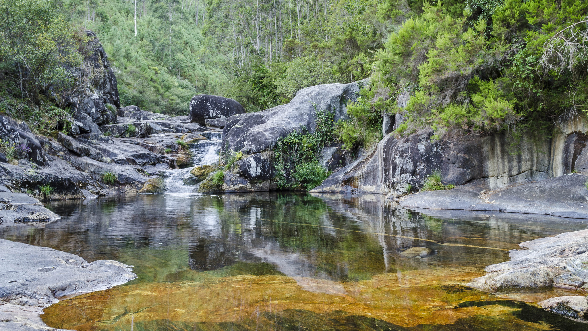 Бесплатное фото Скачать обои деревья, водоём