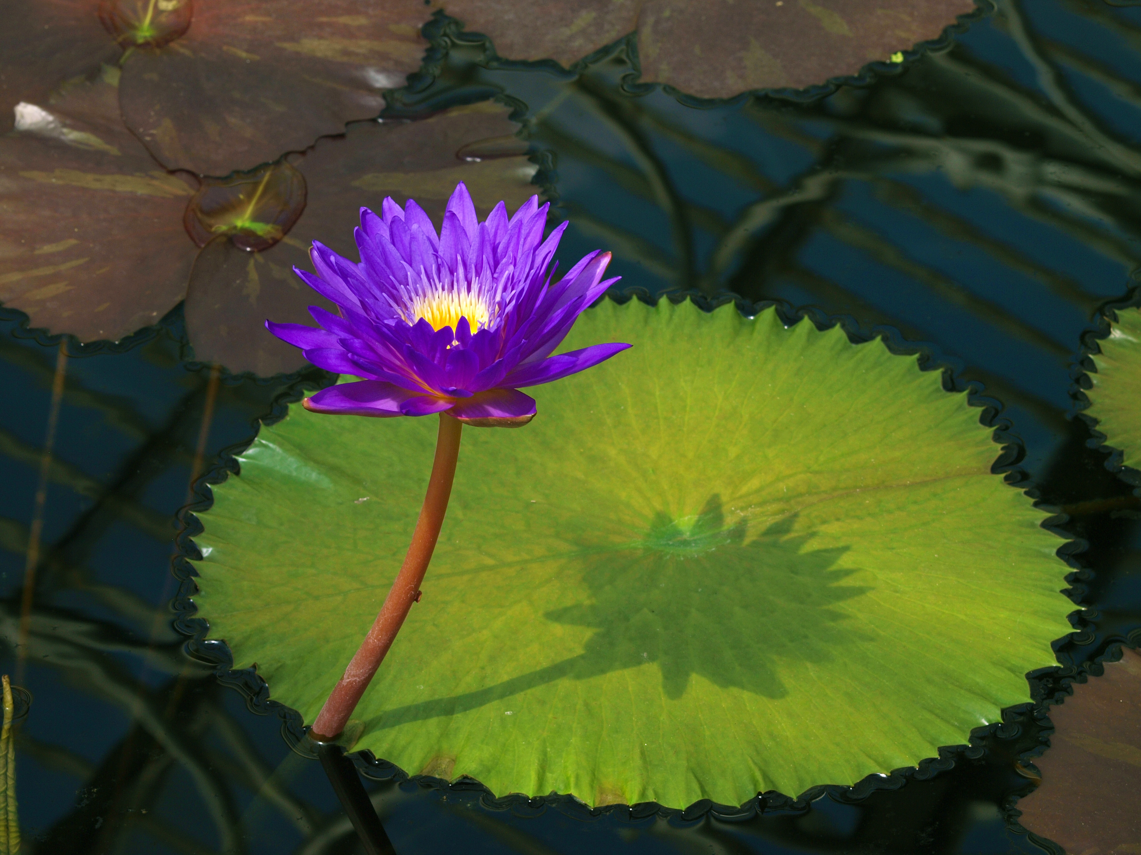 Free photo Lilac lily