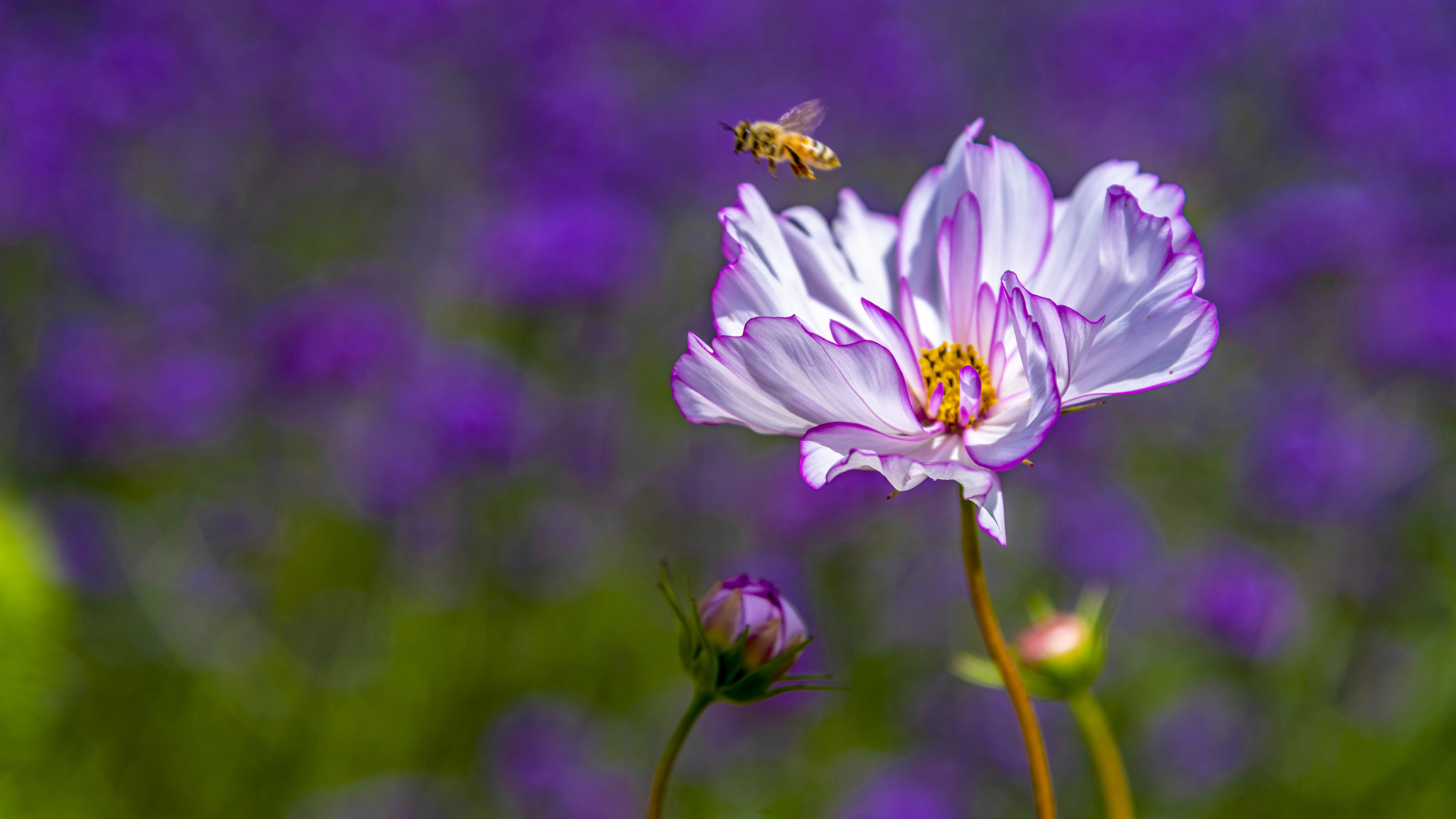 一只蜜蜂在花旁盘旋