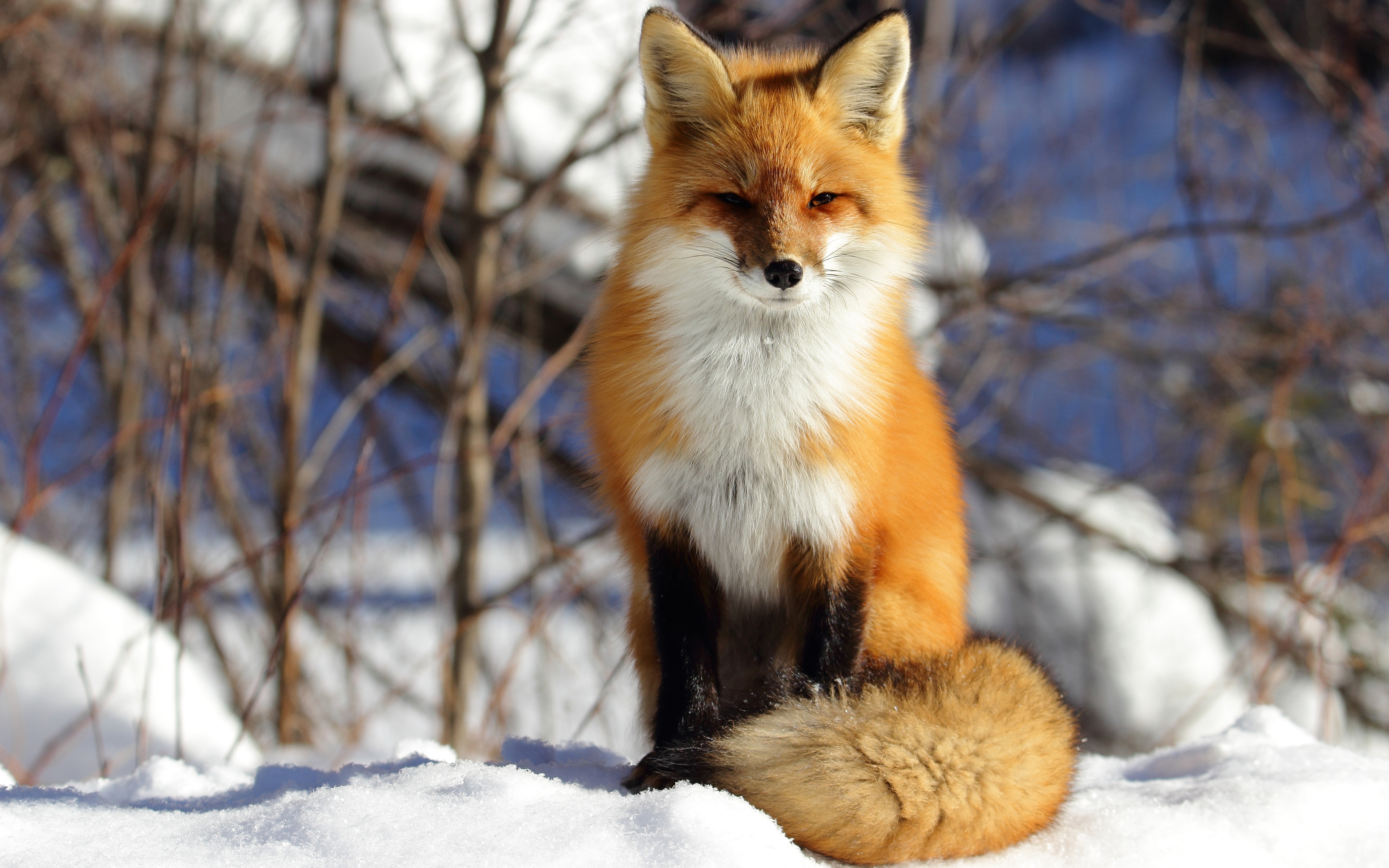 红狐拥有温暖的冬毛