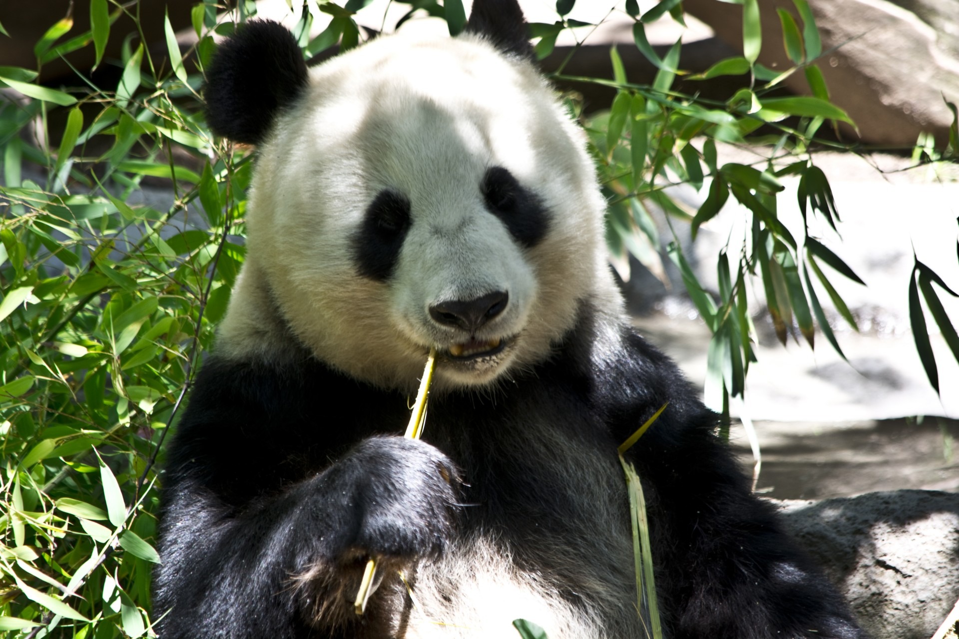 熊猫刷牙