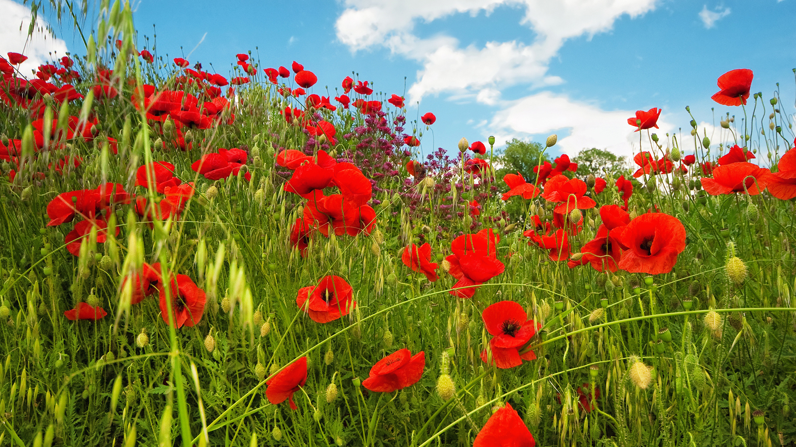 Free photo A field of red flowers