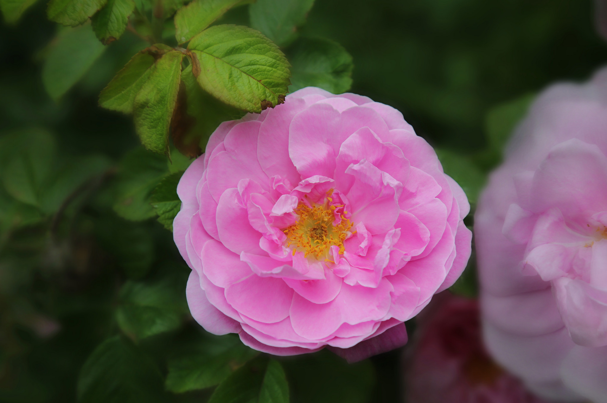 Free photo Lilac peony rose