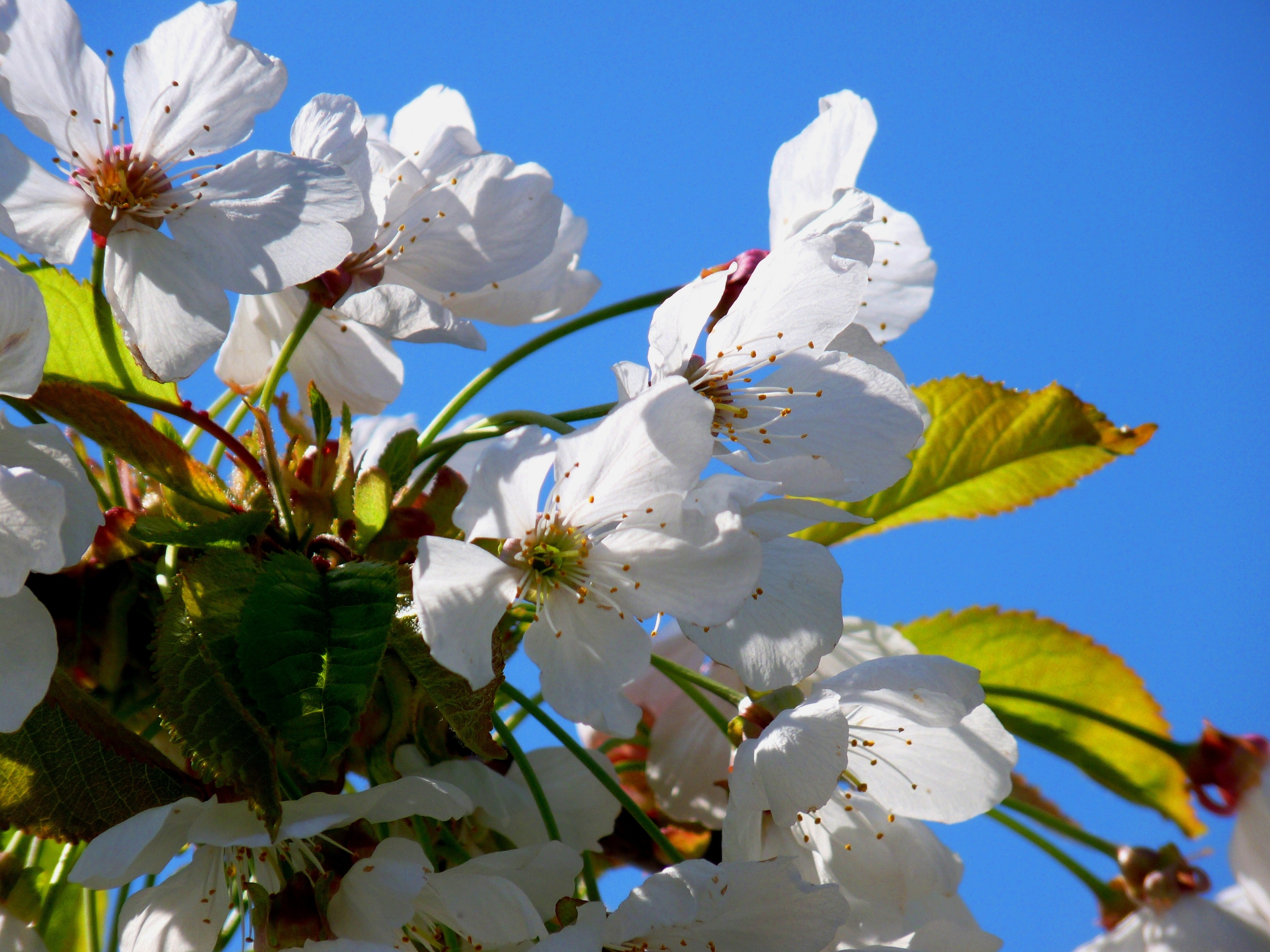 Wallpapers cherry blossom white flowers sakura on the desktop