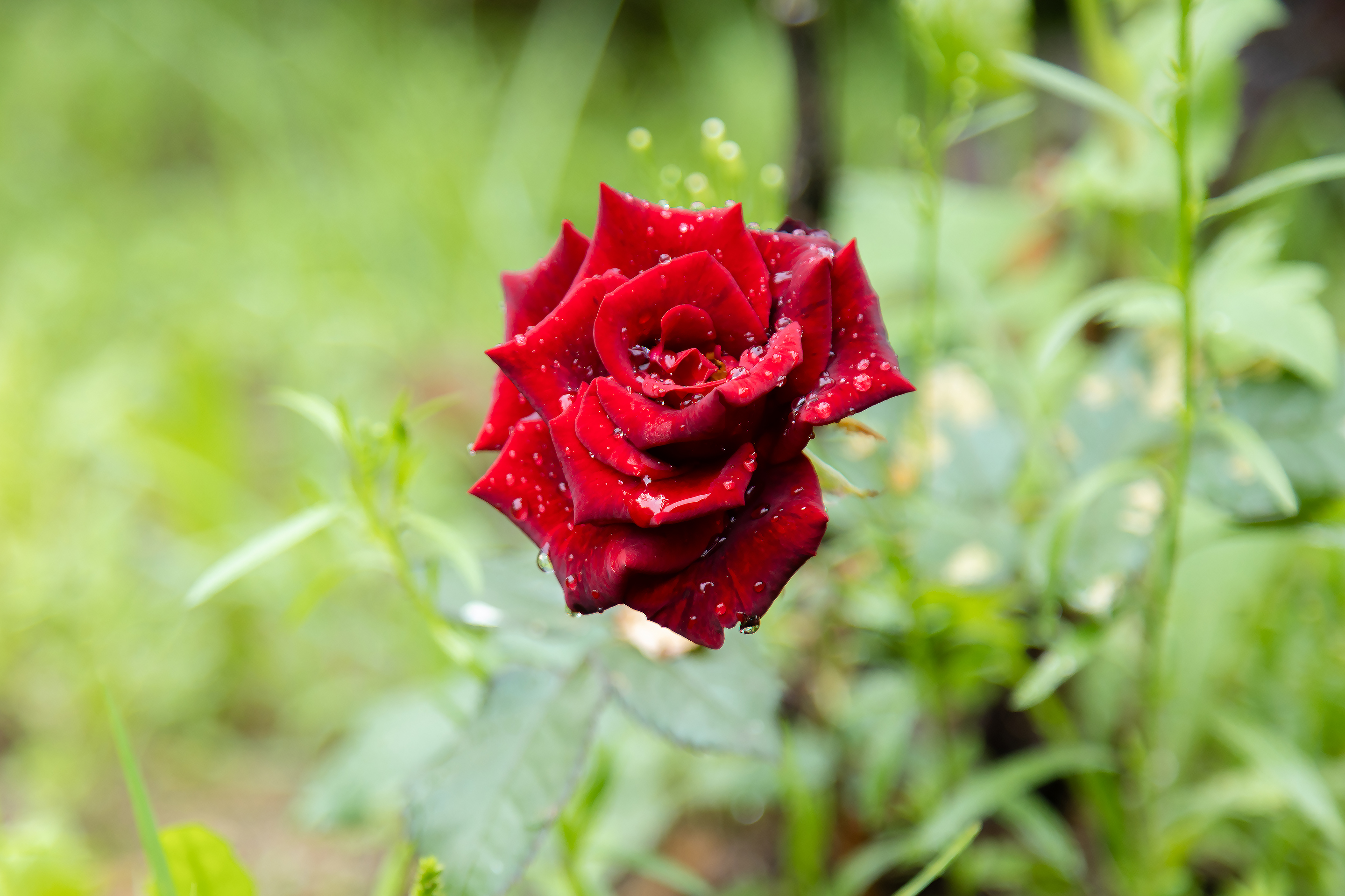 A red rose after the rain