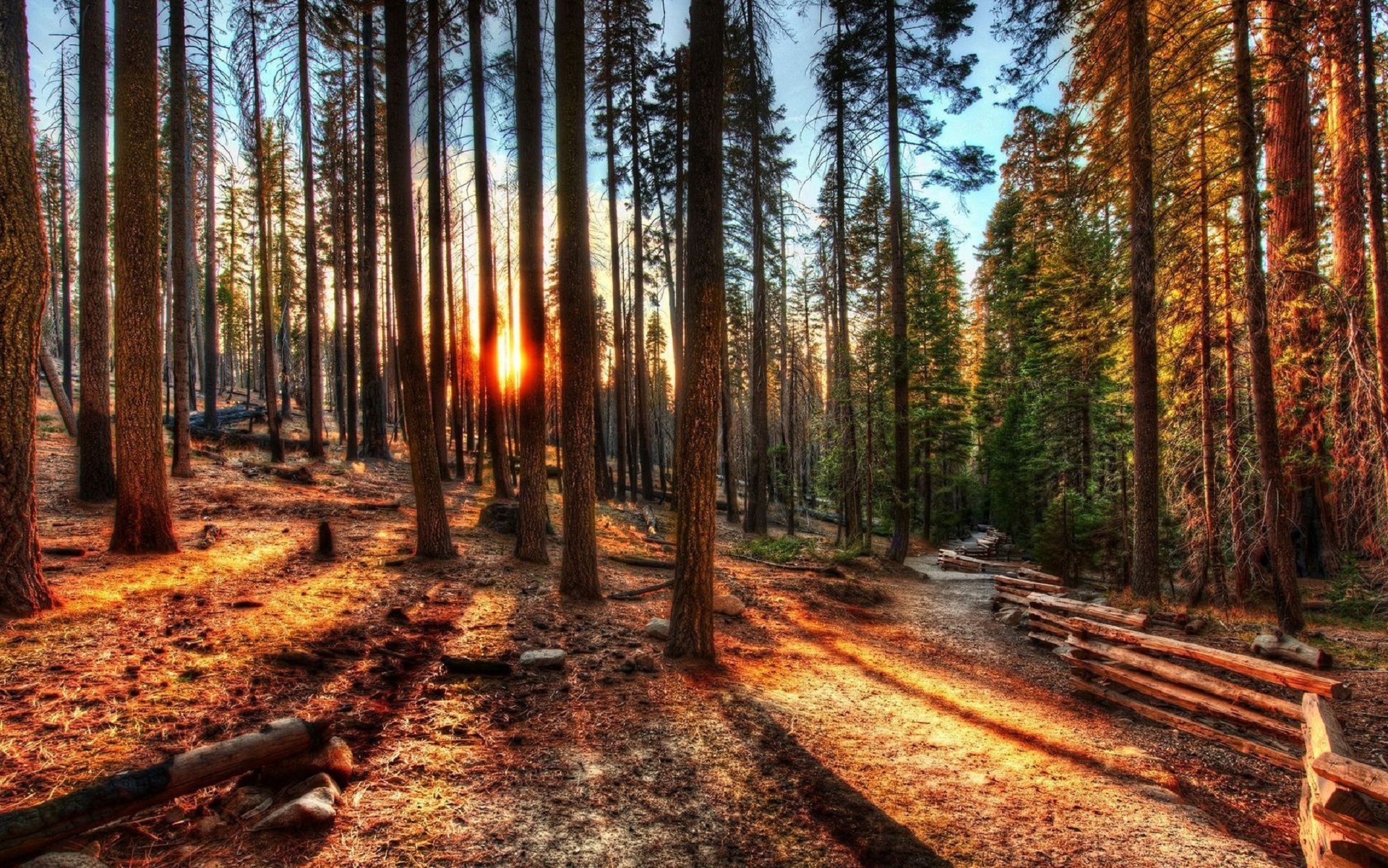 Free photo Forest landscape