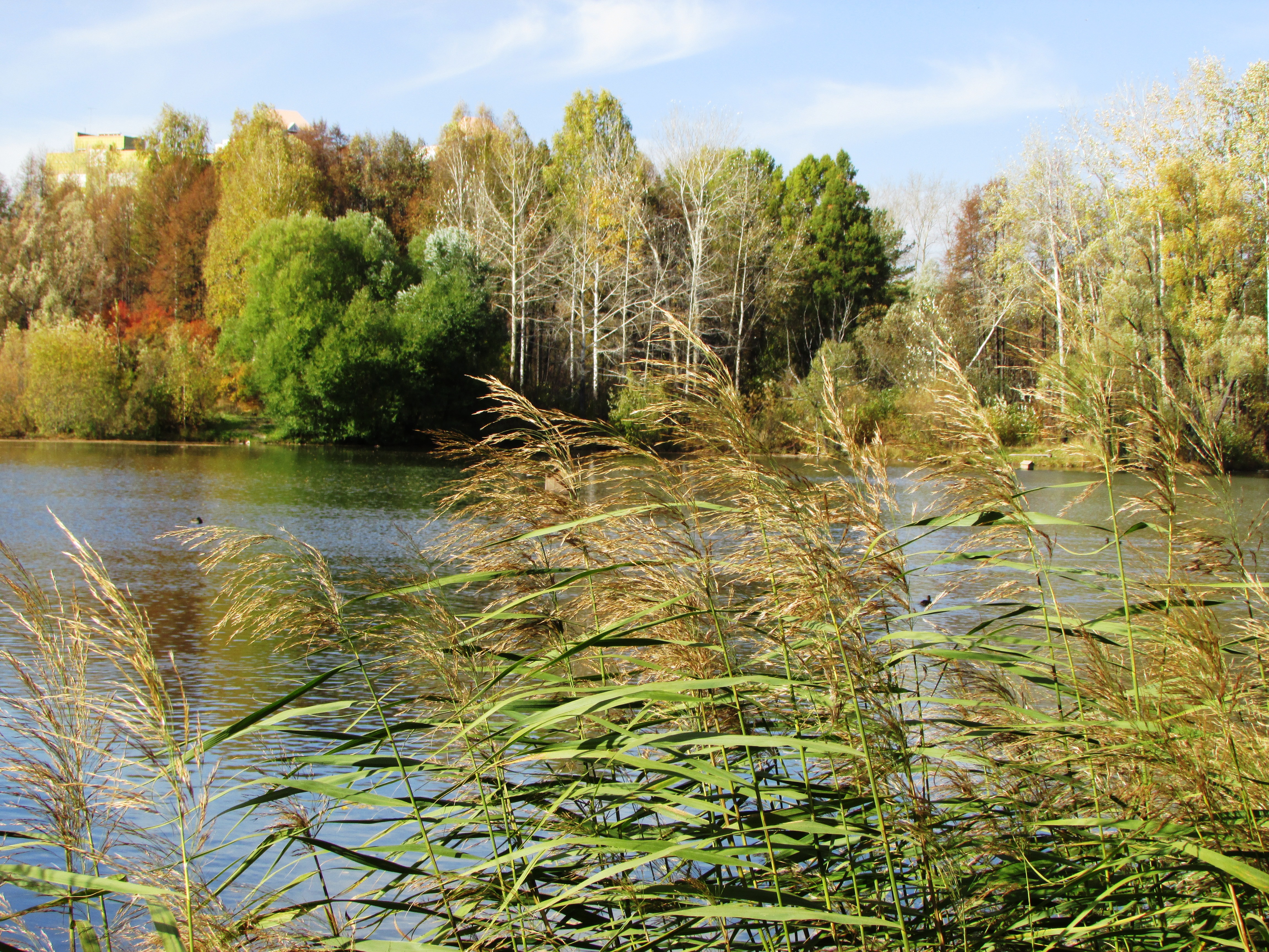 Лес вокруг озера с тростником