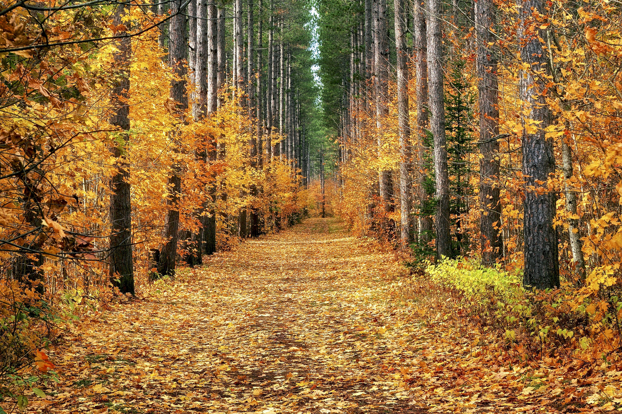 Wallpapers landscape nature leaves on the road on the desktop