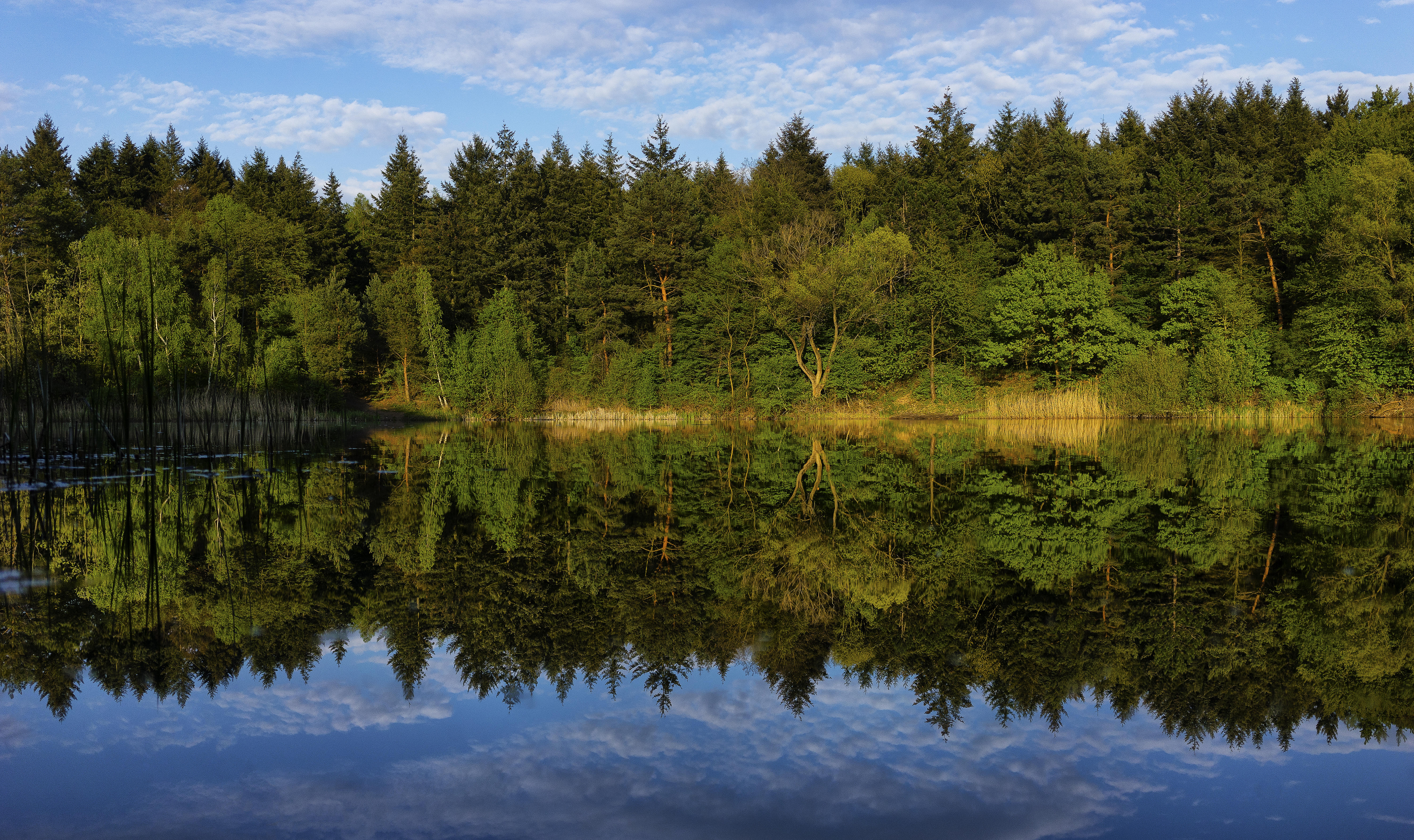 免费照片壁纸 waldsee, 德国 在桌面上的高品质