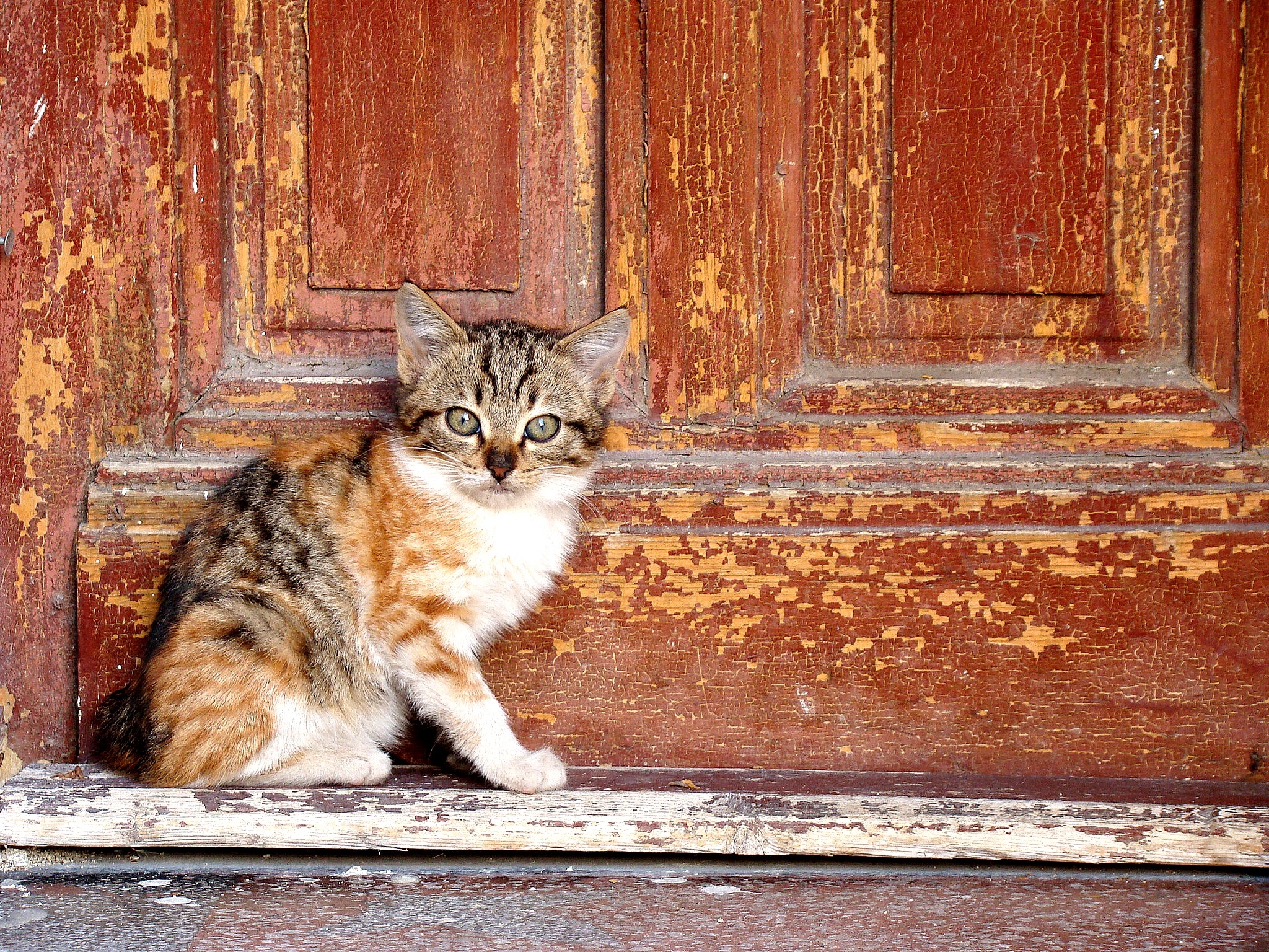 门边坐着一只小猫咪