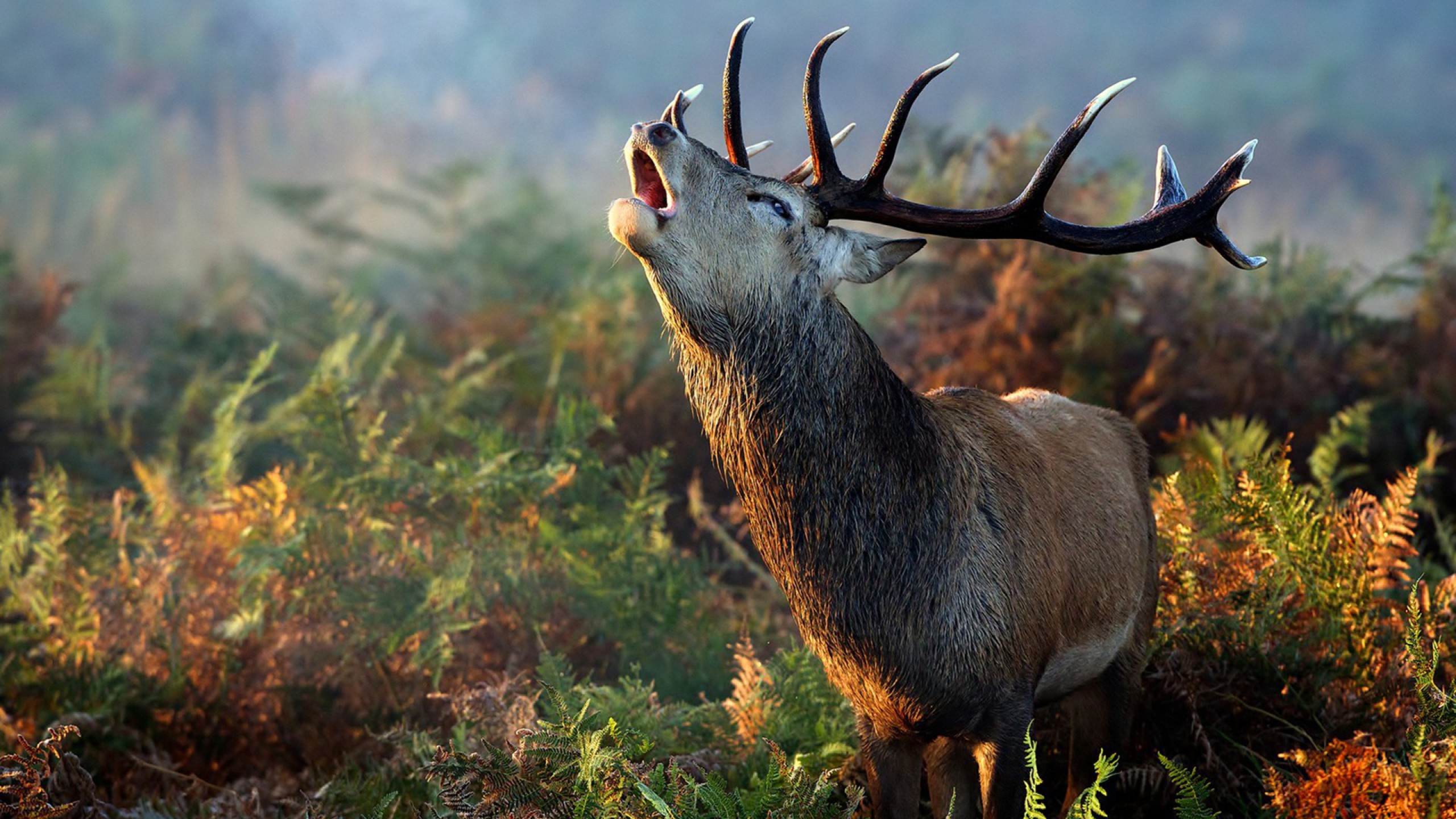 Wallpapers deer horns call on the desktop