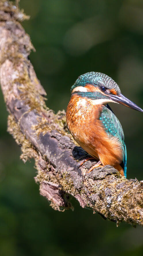 Бесплатное фото Зимородок на ветке дерева