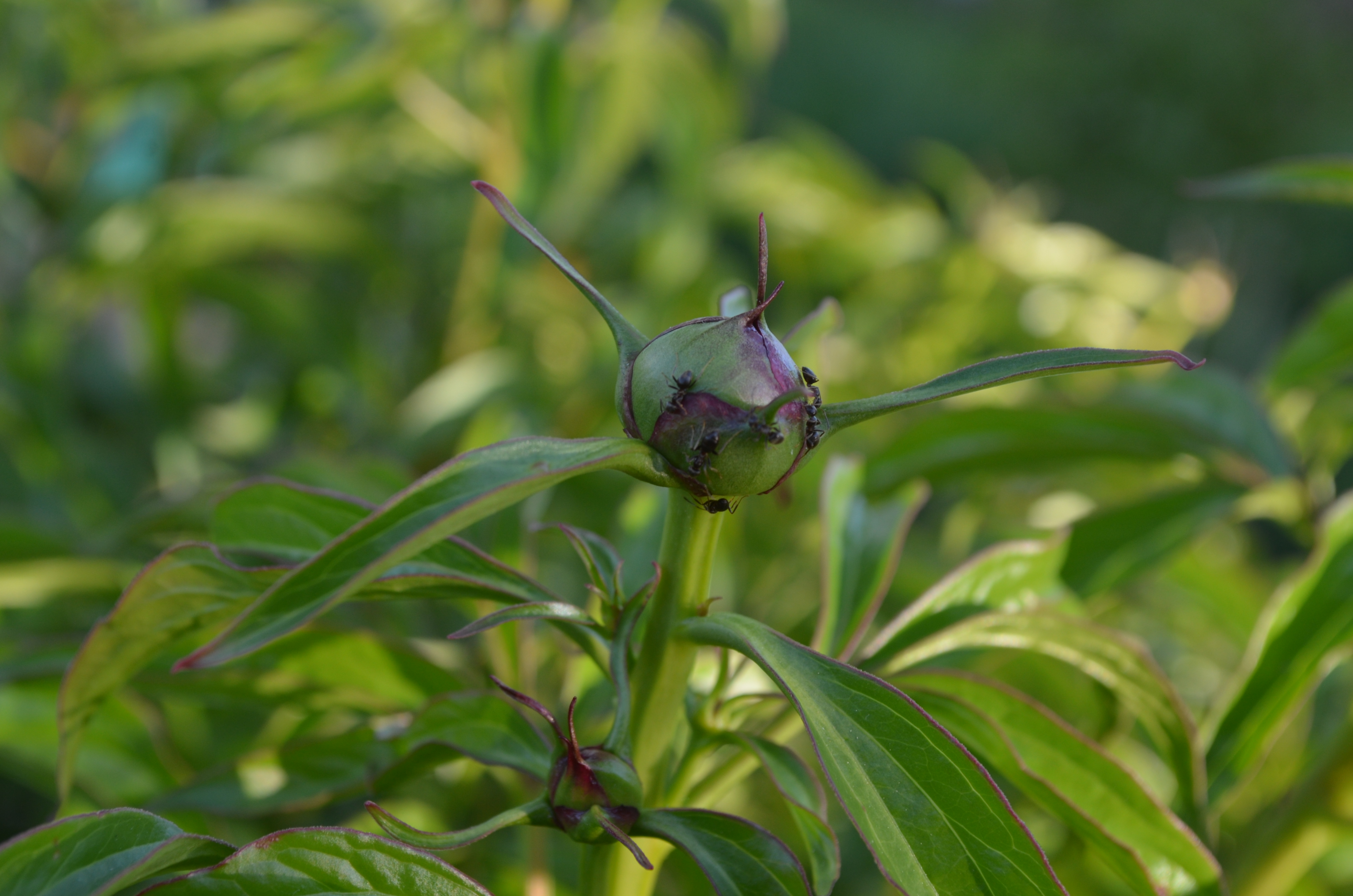 Free photo Bud of peony