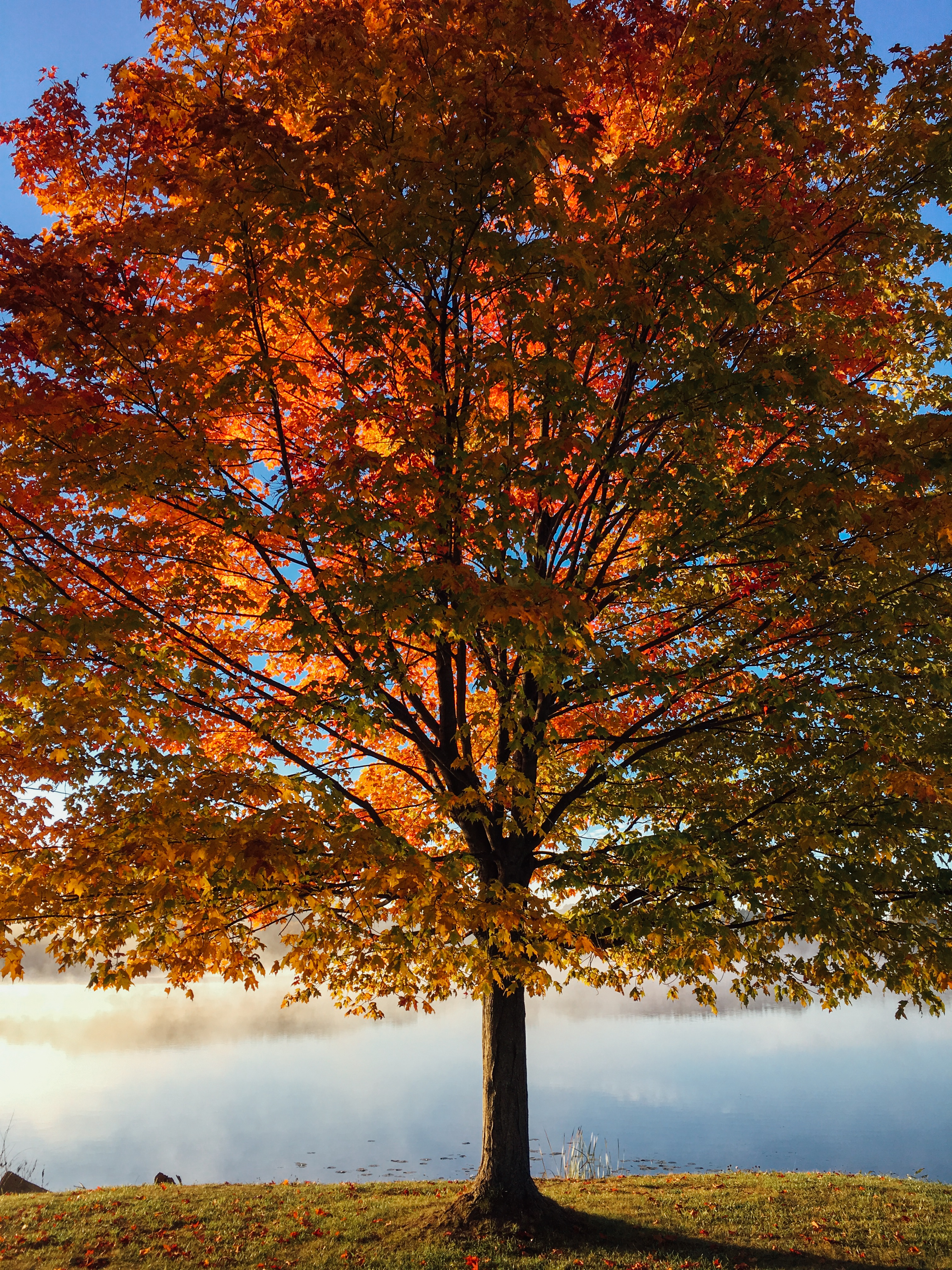 免费照片秋叶树