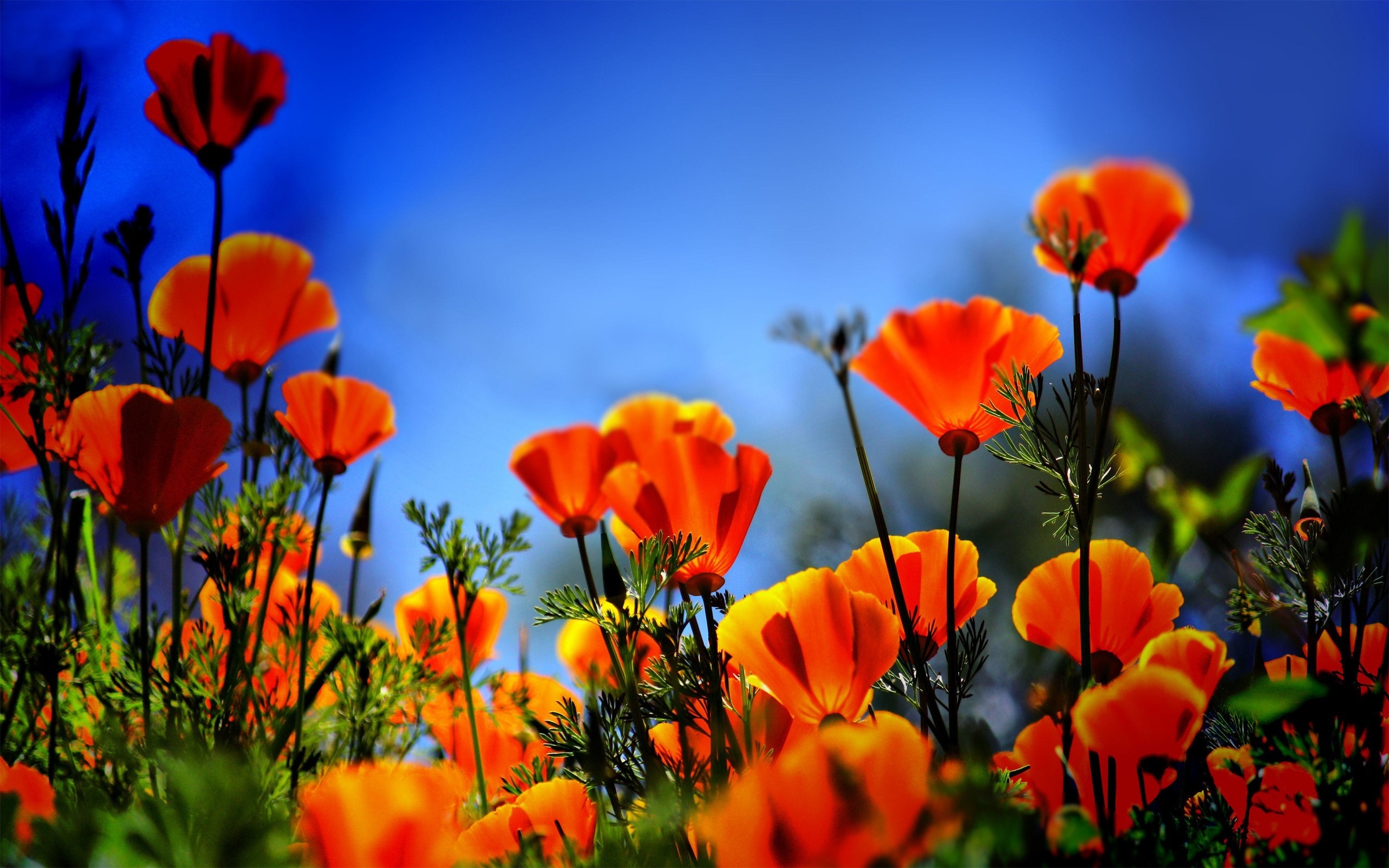 Free photo A glade of orange poppy flowers