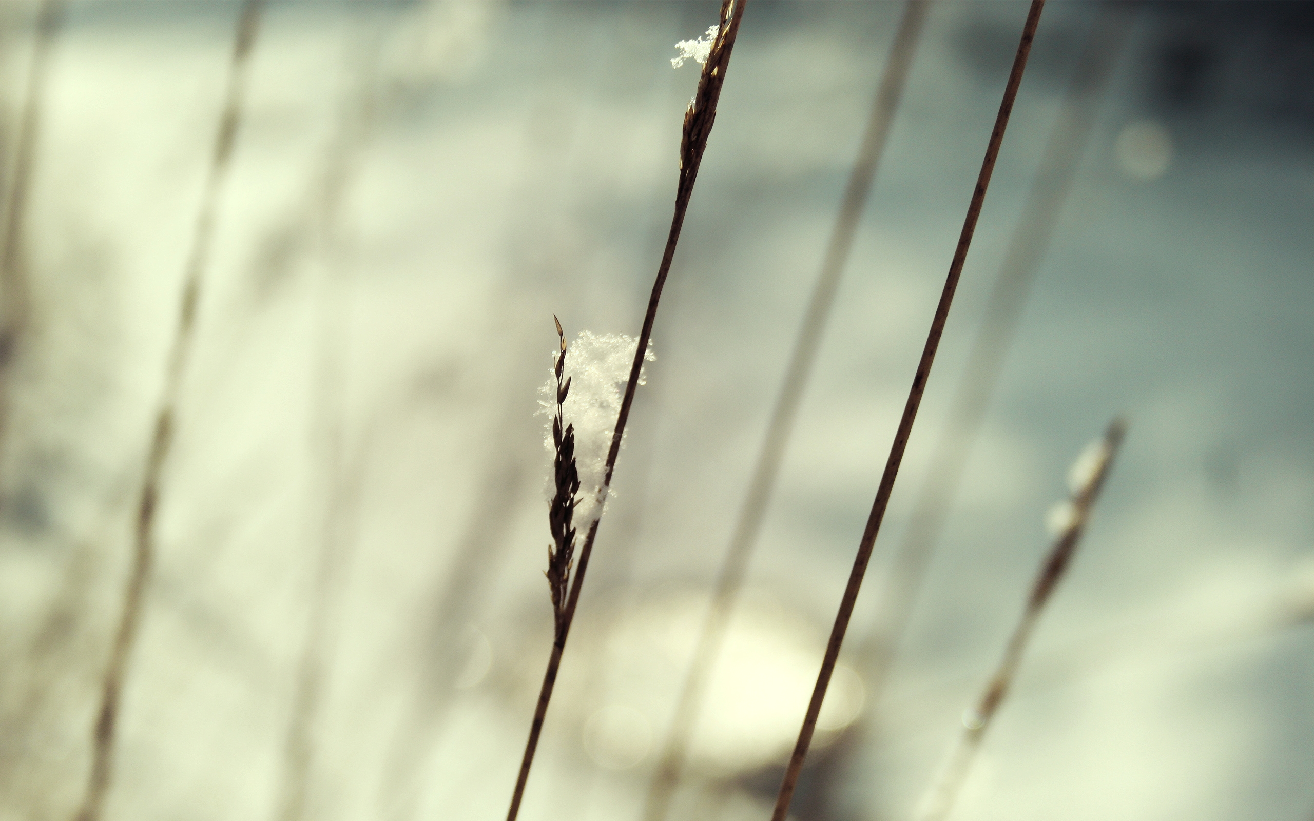 Winter Macro