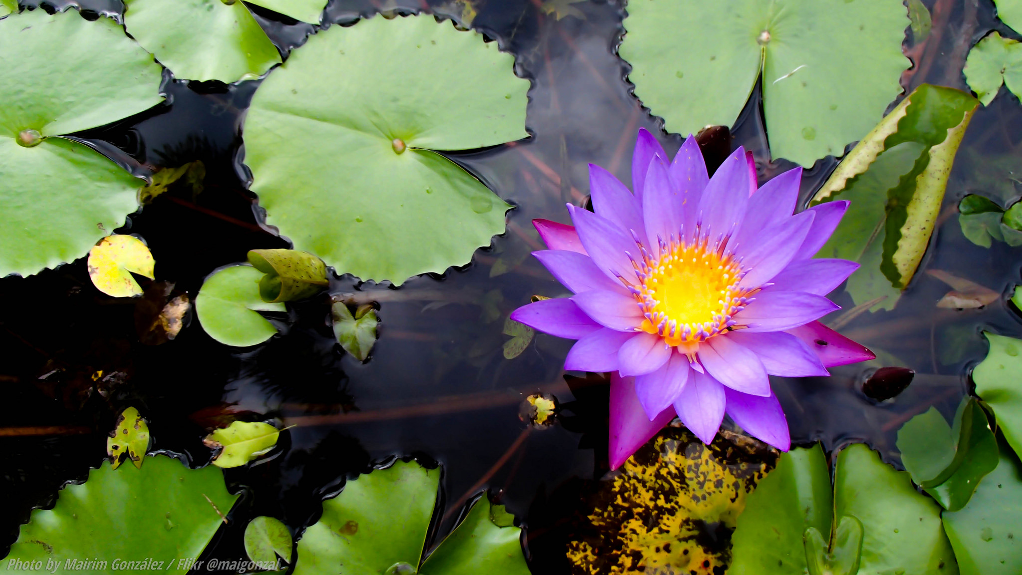 Wallpapers flower water lily water beauty on the desktop