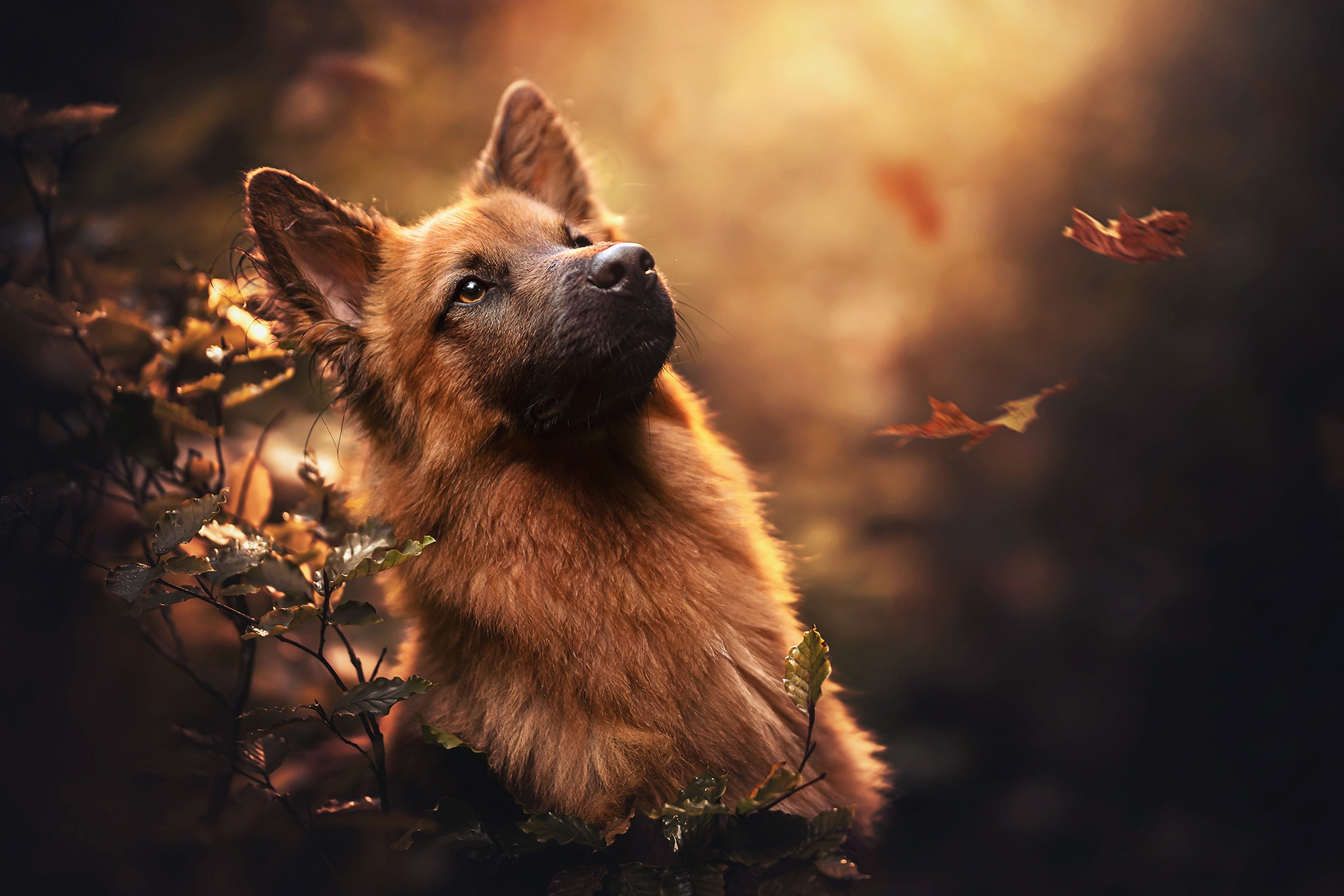 德国牧羊犬看着秋天的落叶