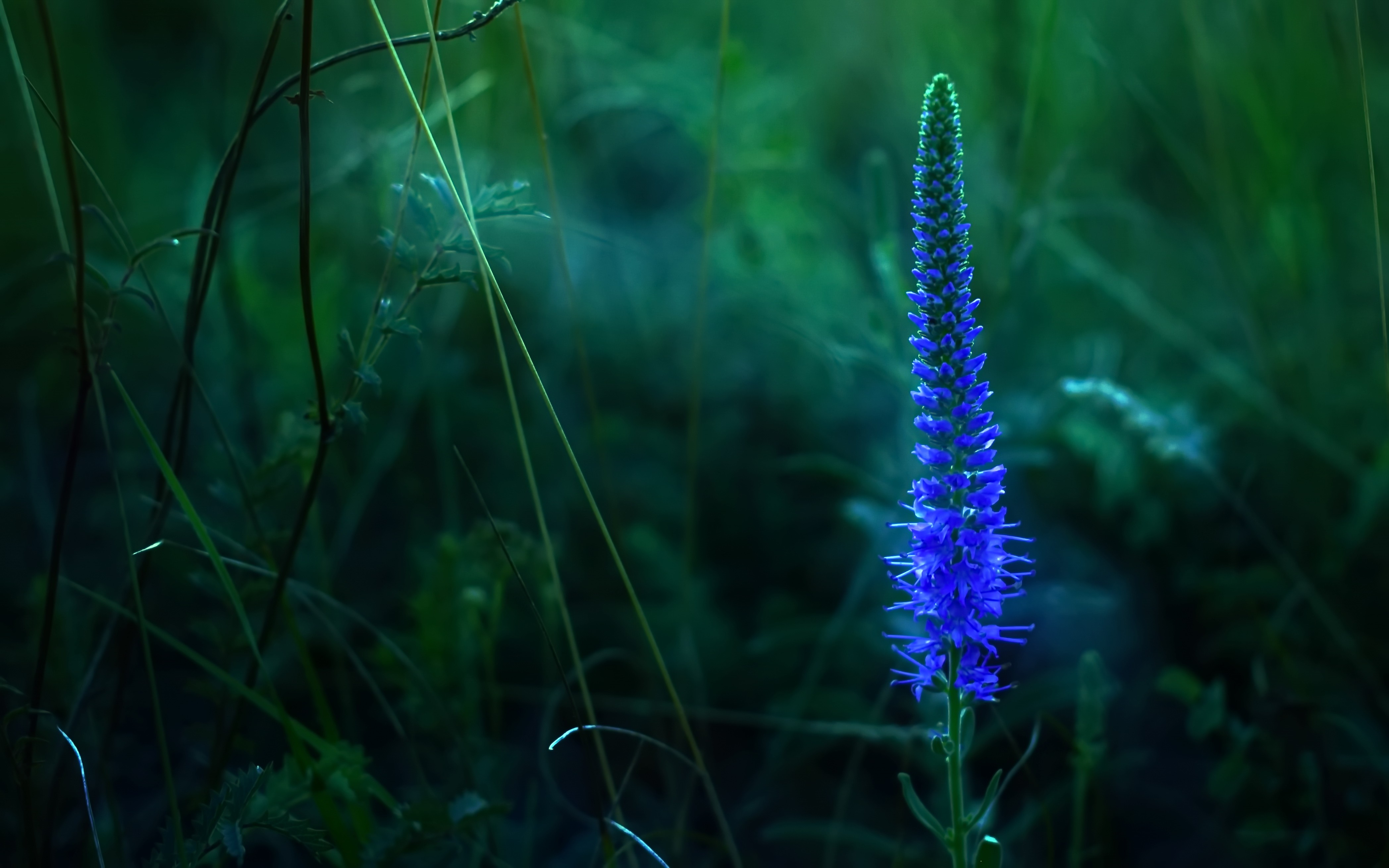 Free photo A purple flower on a dark summer evening.