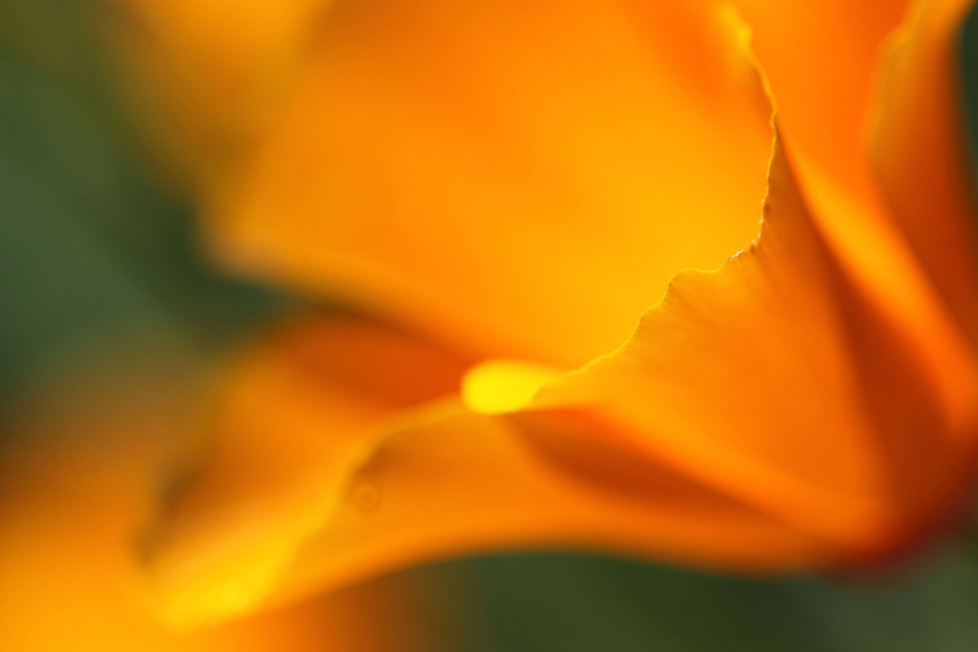 Оранжевый замыленый цветок