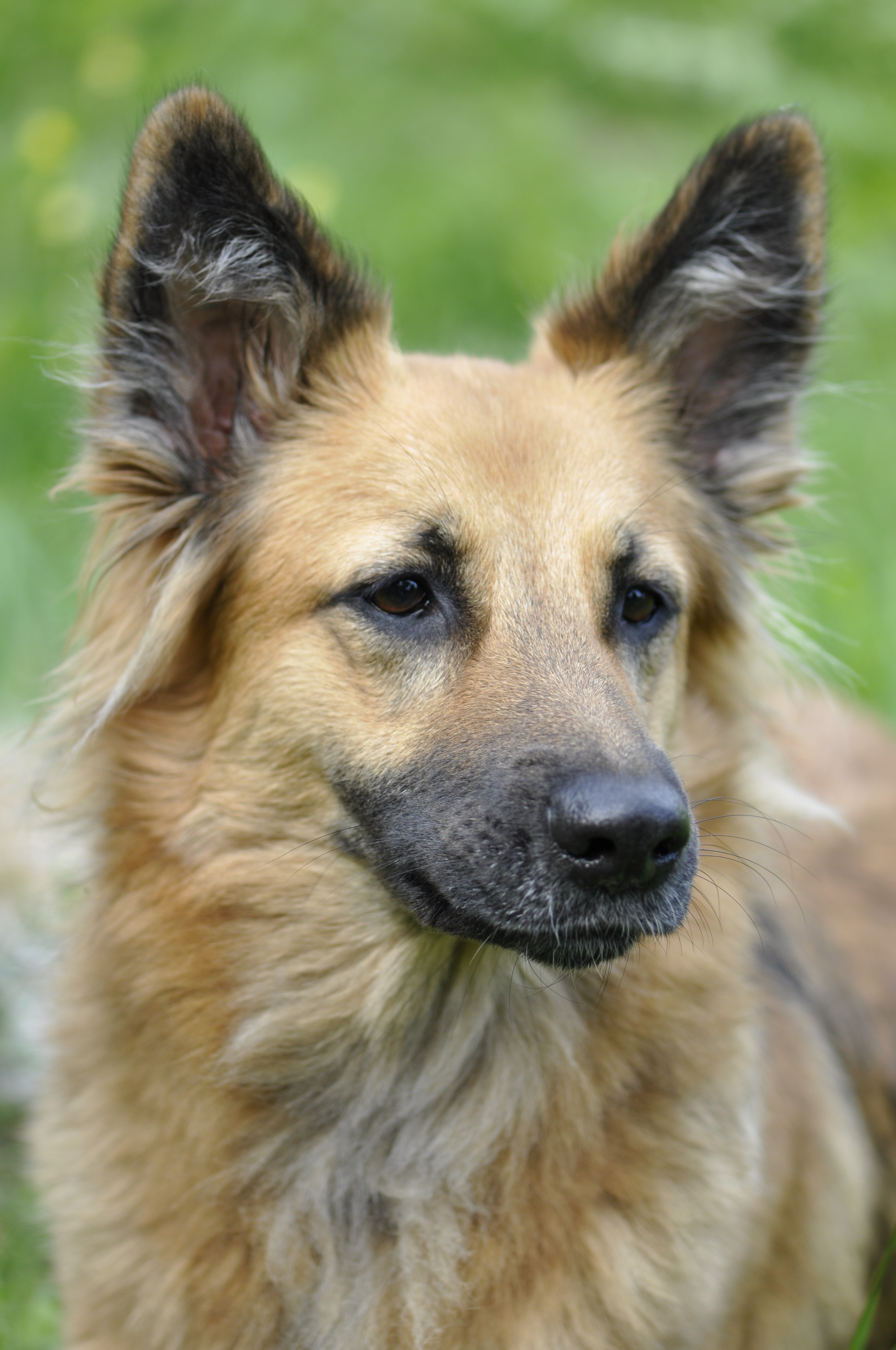 Free photo Old Shiloh red sheepdog