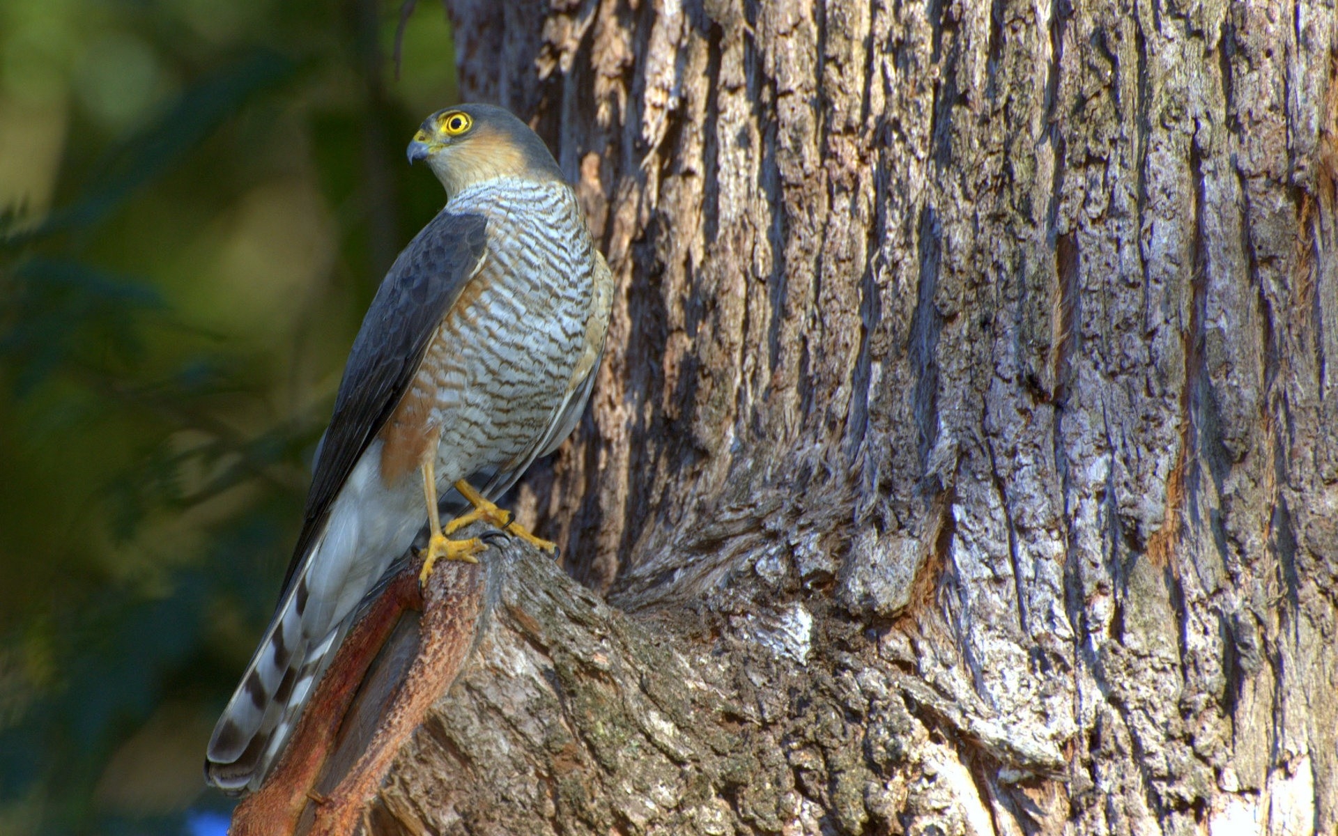 Sparrowhawk in a tree