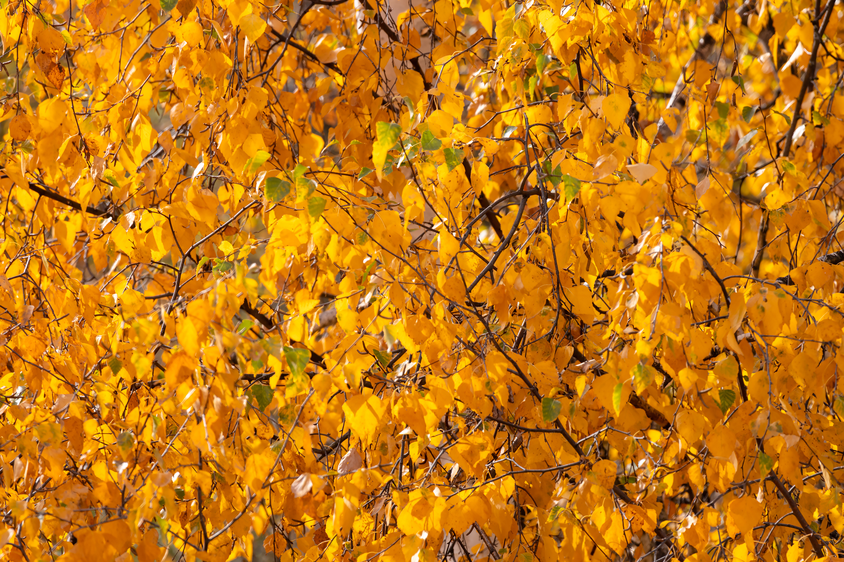 Жёлтые берёзовые листья на ветках