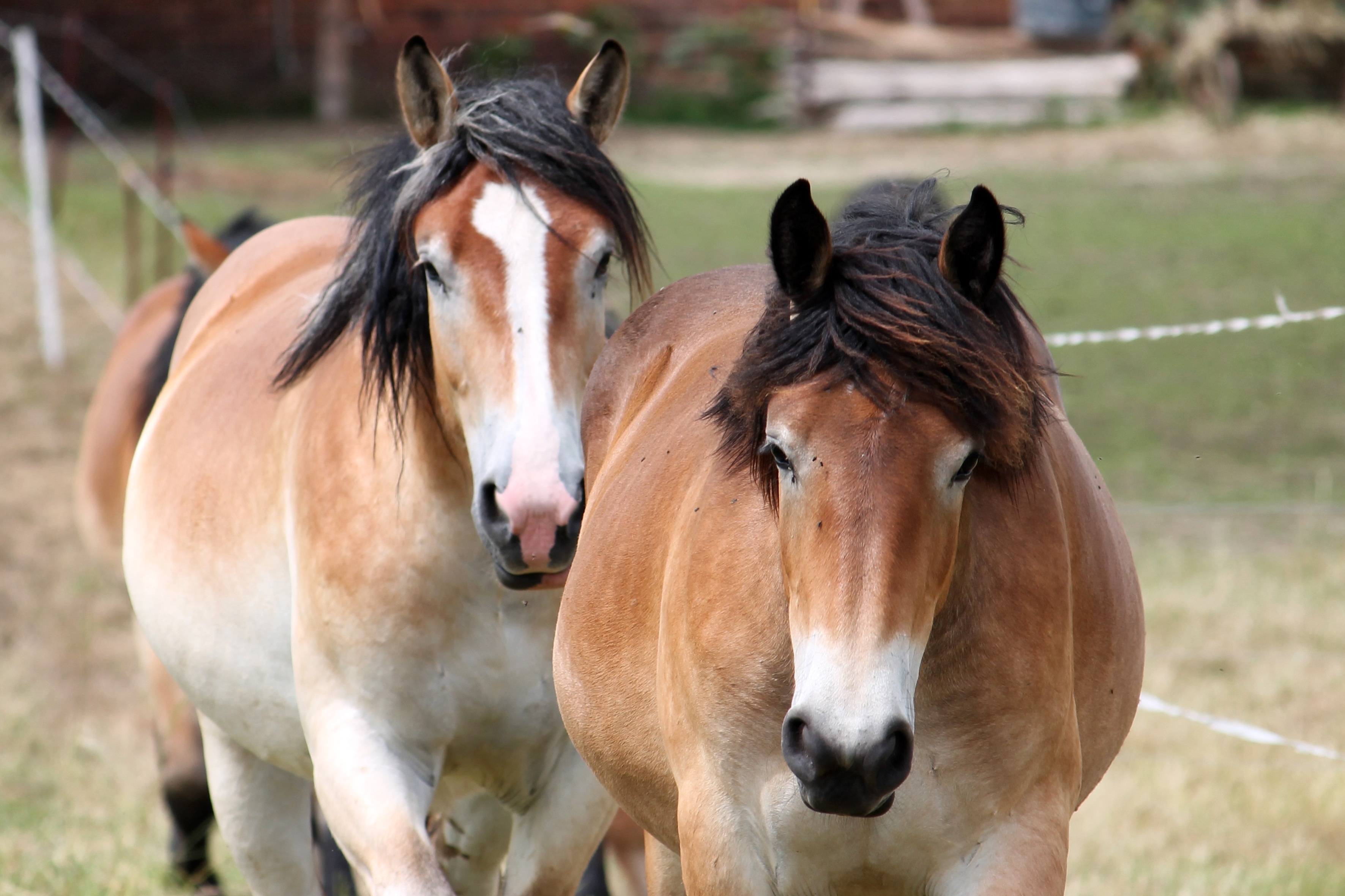 Wallpapers horses wallpaper farm walking on the desktop