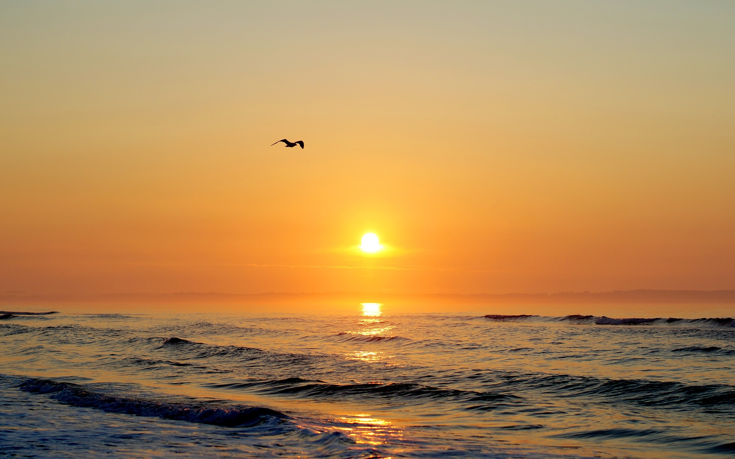 海鸥在夕阳下的海洋