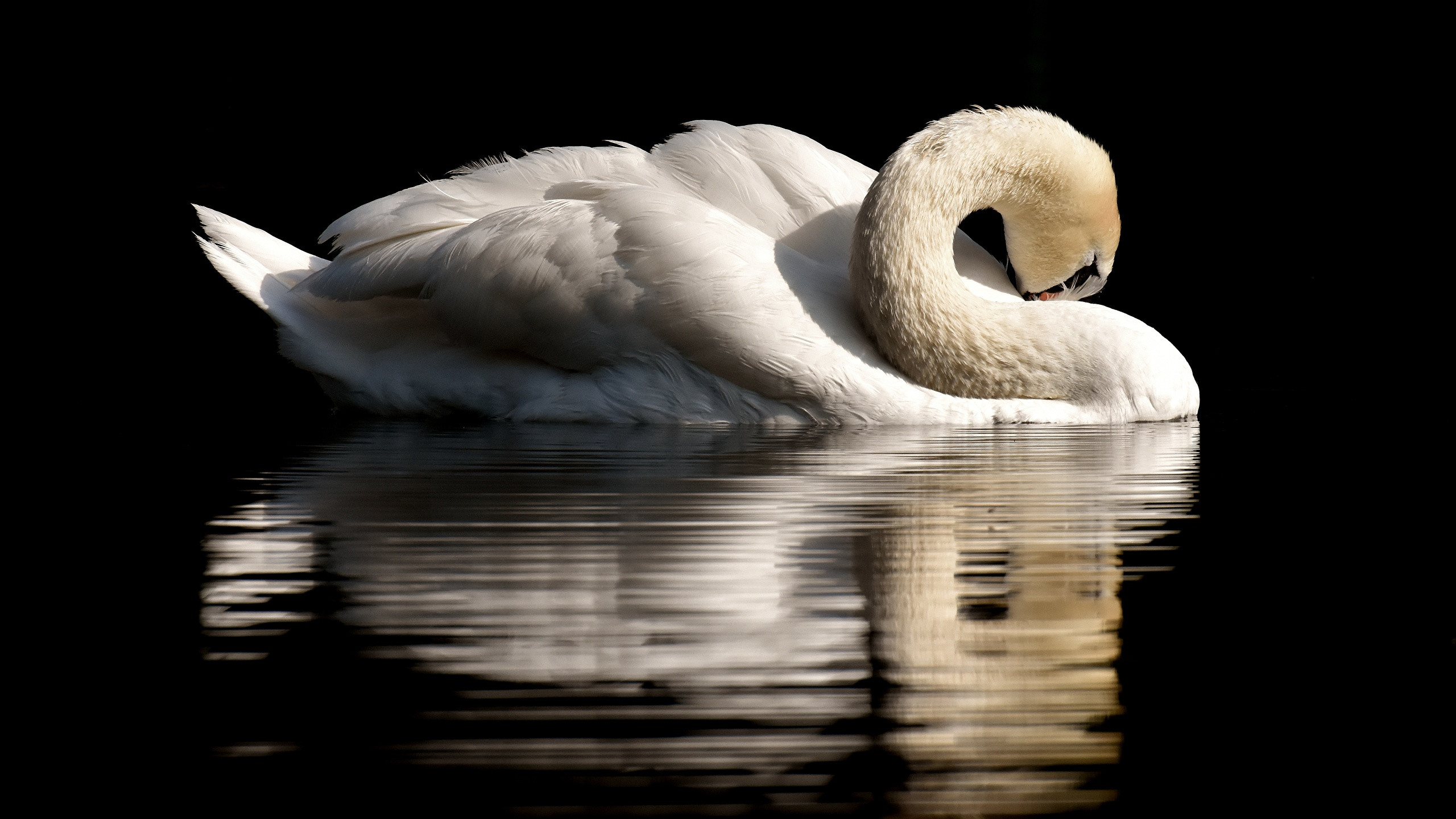 Wallpapers wallpaper swan majestic bird on the desktop