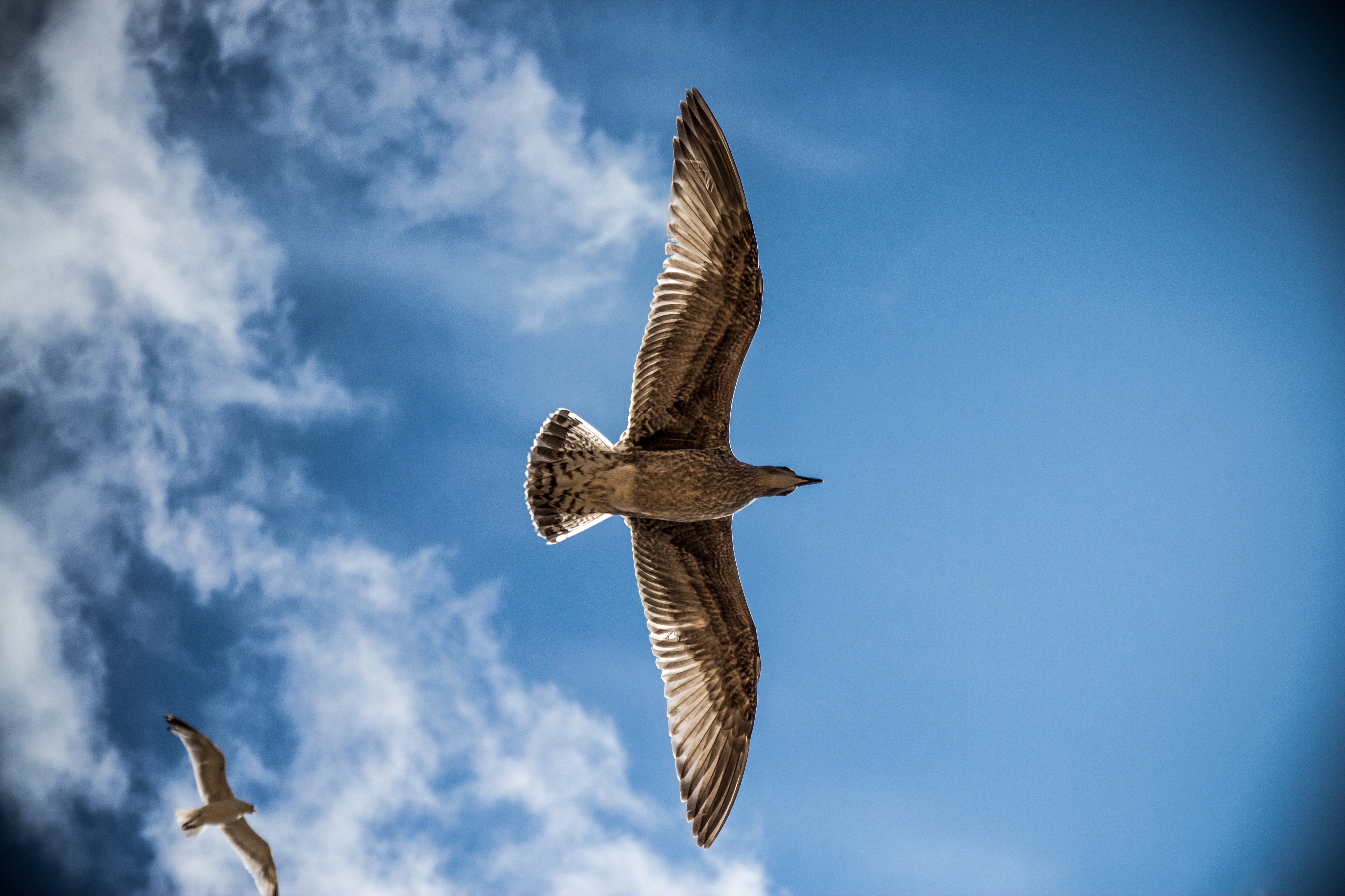 Free photo A seagull soars through the sky