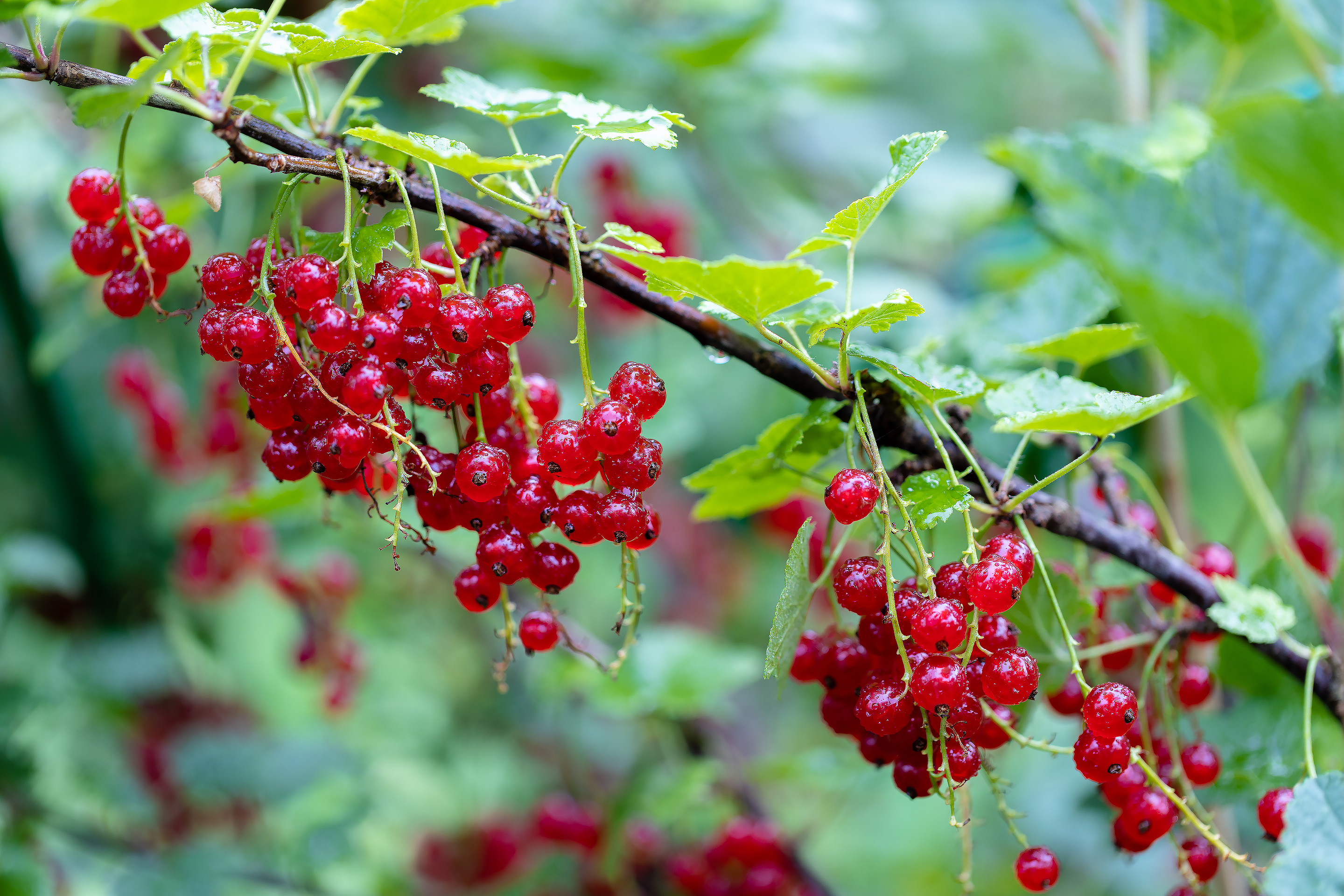 Красная смородина на ветке после дождя