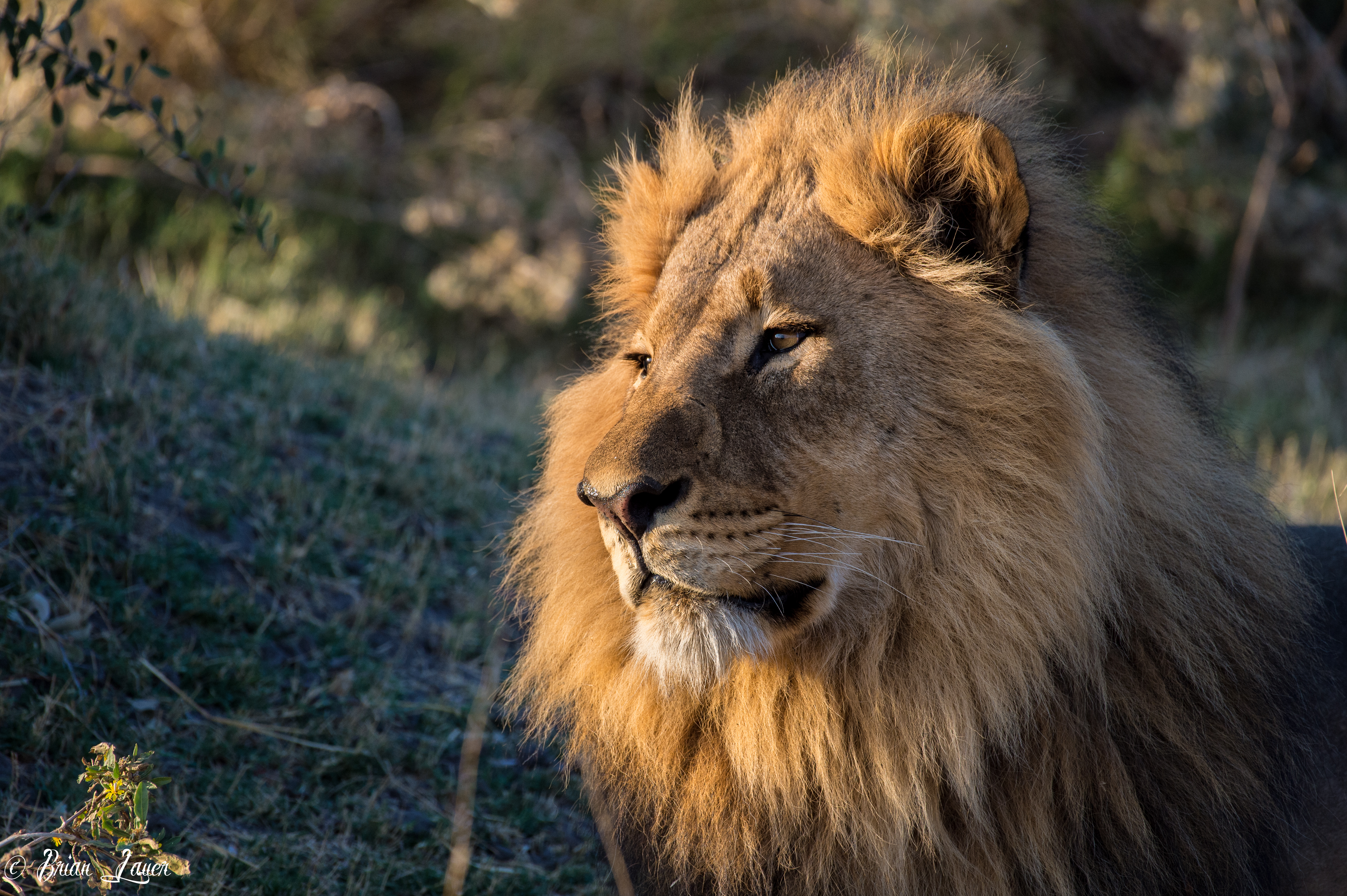 Free photo A lion in sunny weather