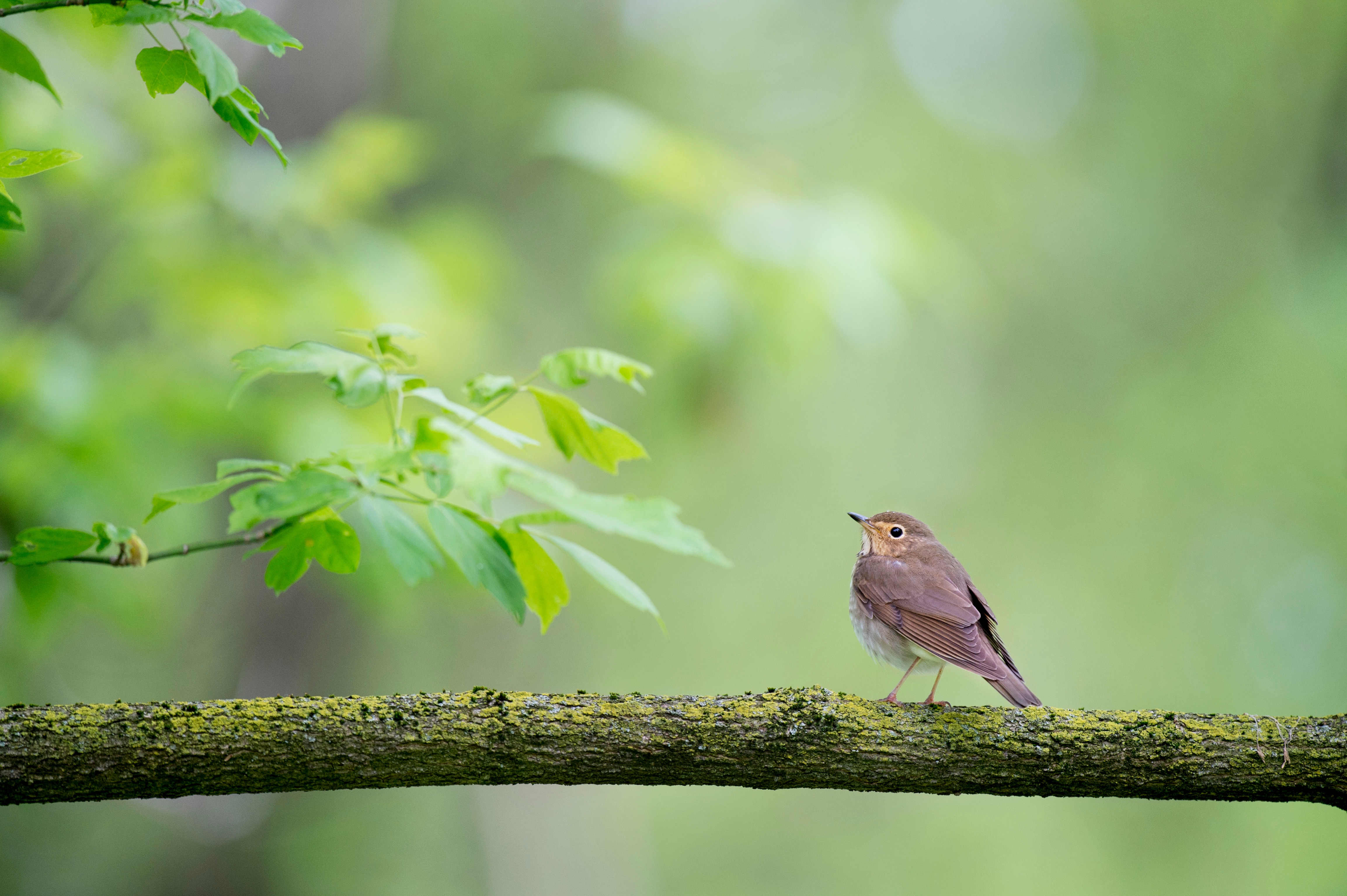 Free photo A flycatcher bird of old sits on a tree branch