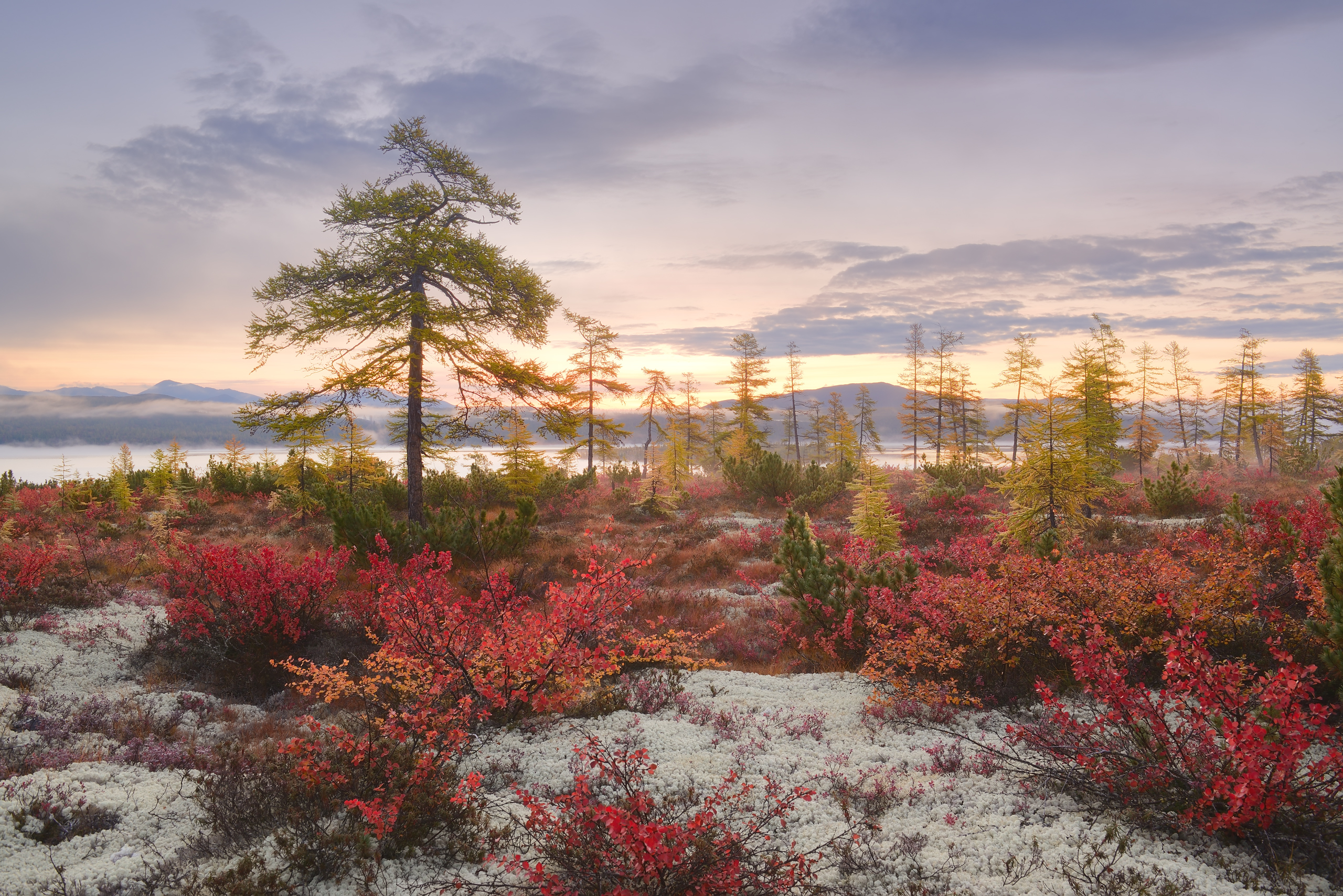 Free photo Larch at sunrise