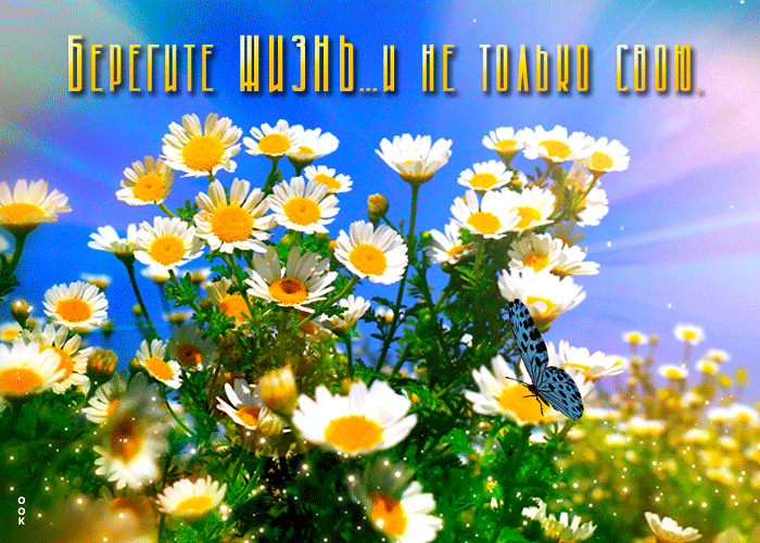 Открытка на тему берегите жизнь и не только свою ромашки цветы скачать бесплатно