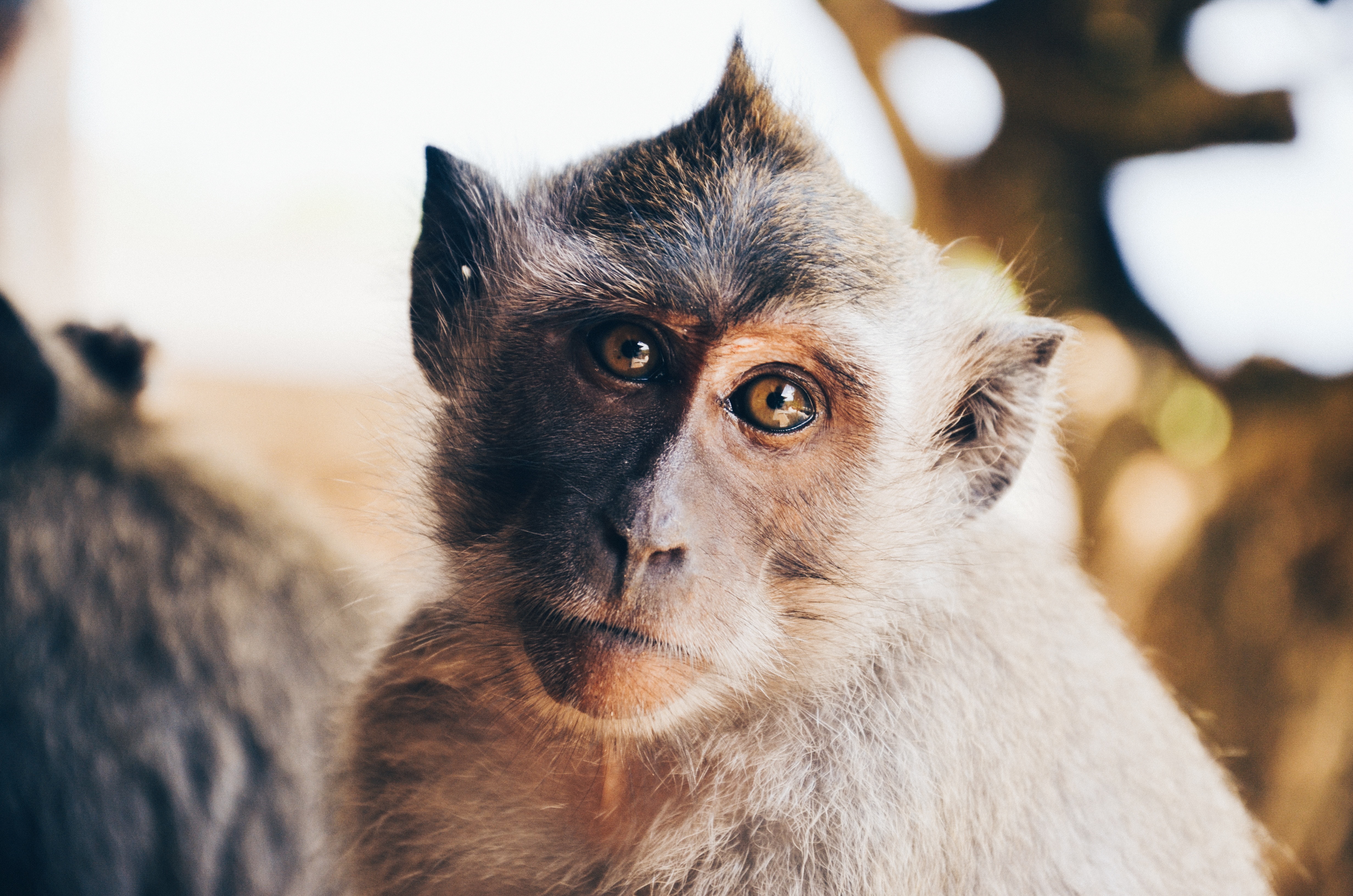 Free photo The monkey is looking at the camera