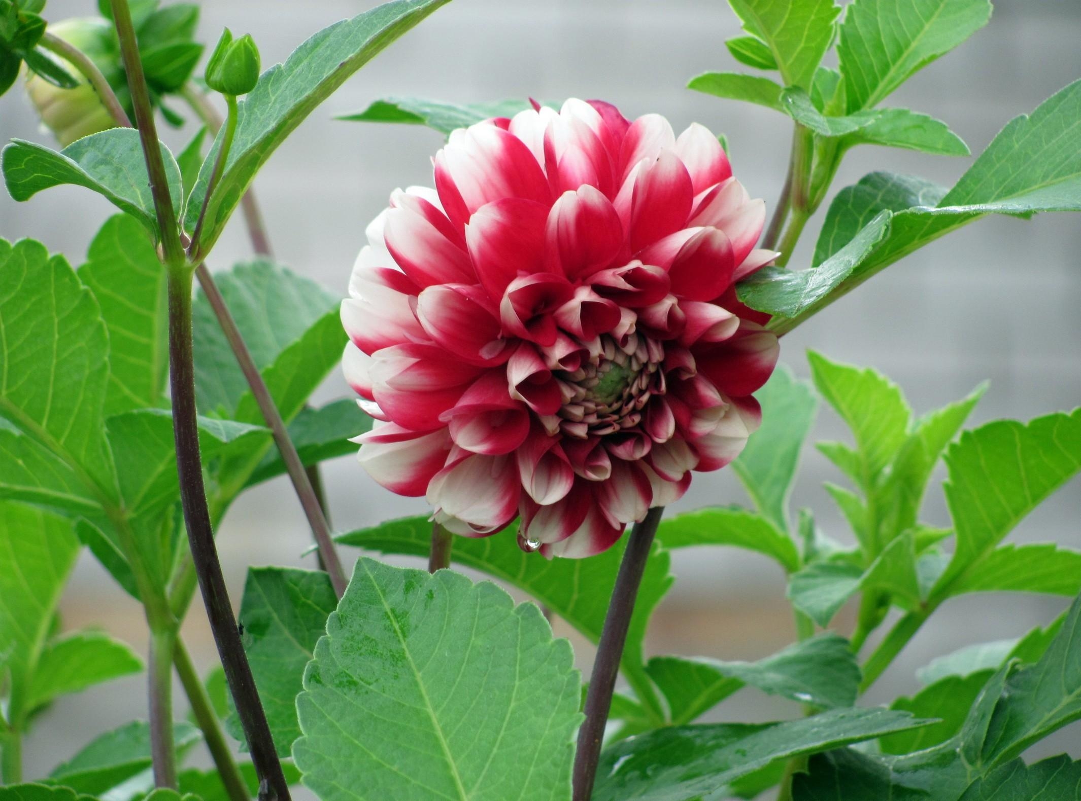 Free photo Red Dahlia