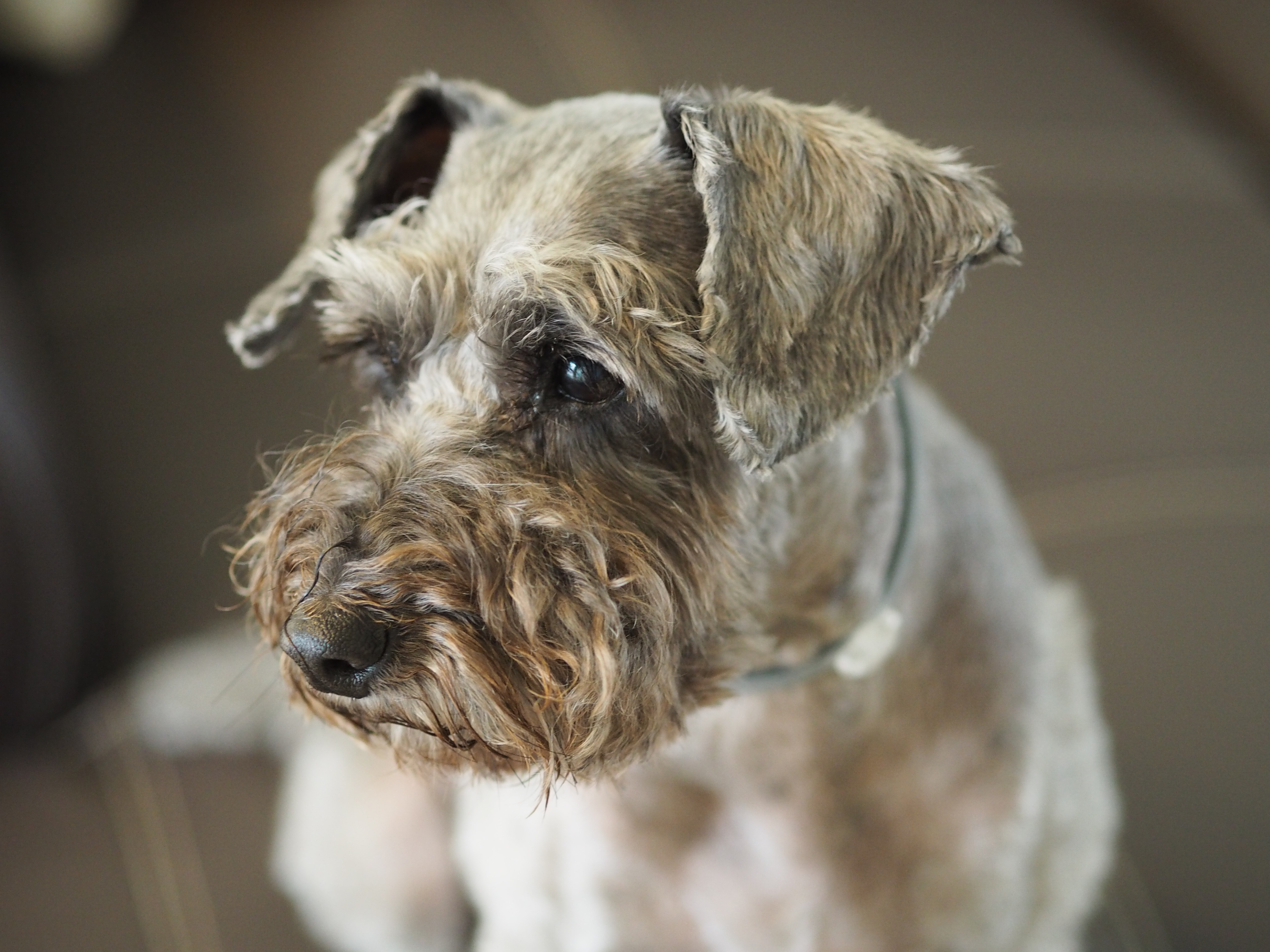 Wallpapers dog schnauzer mammal on the desktop