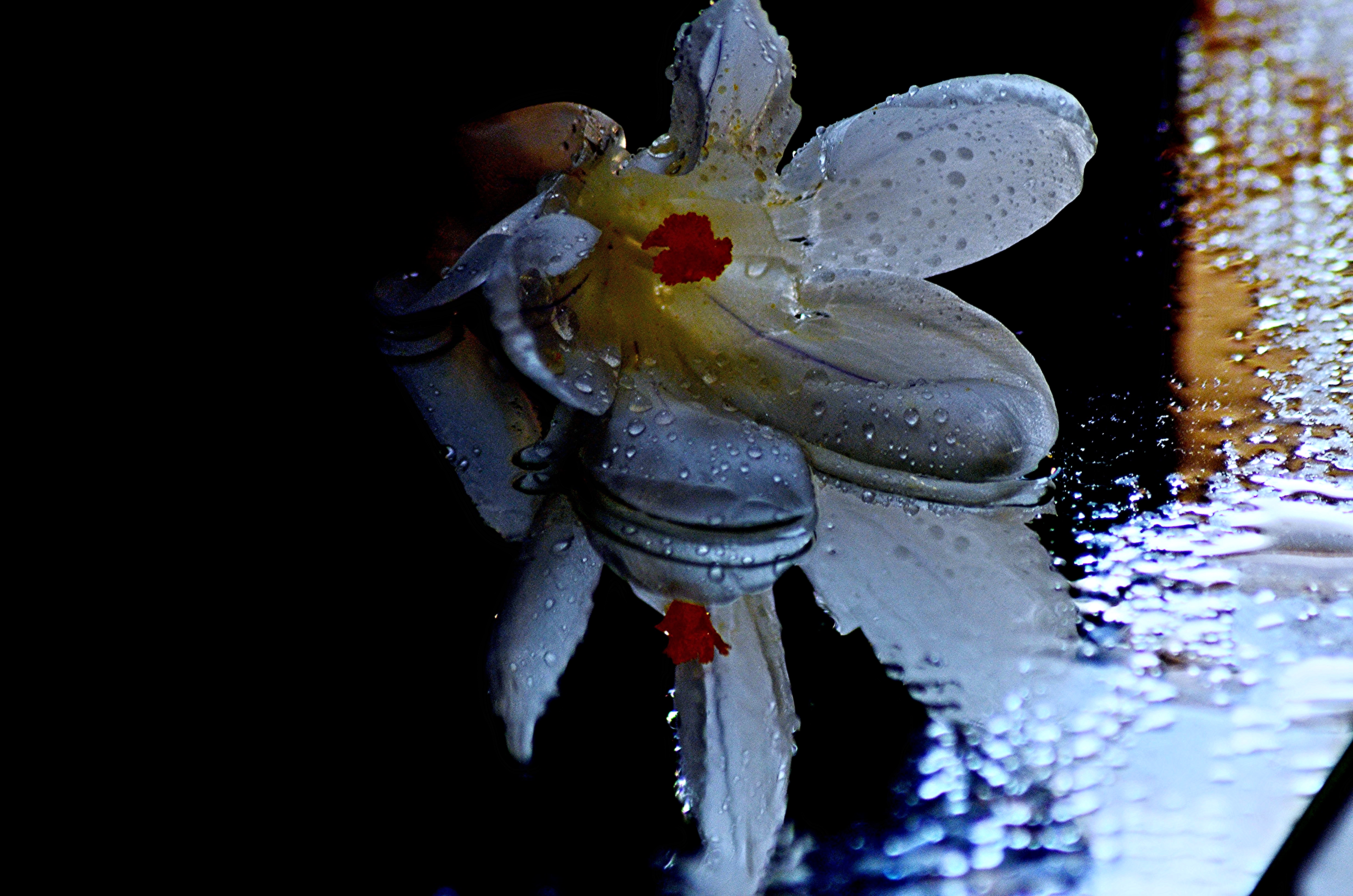 桌面上的壁纸花 爱 色素