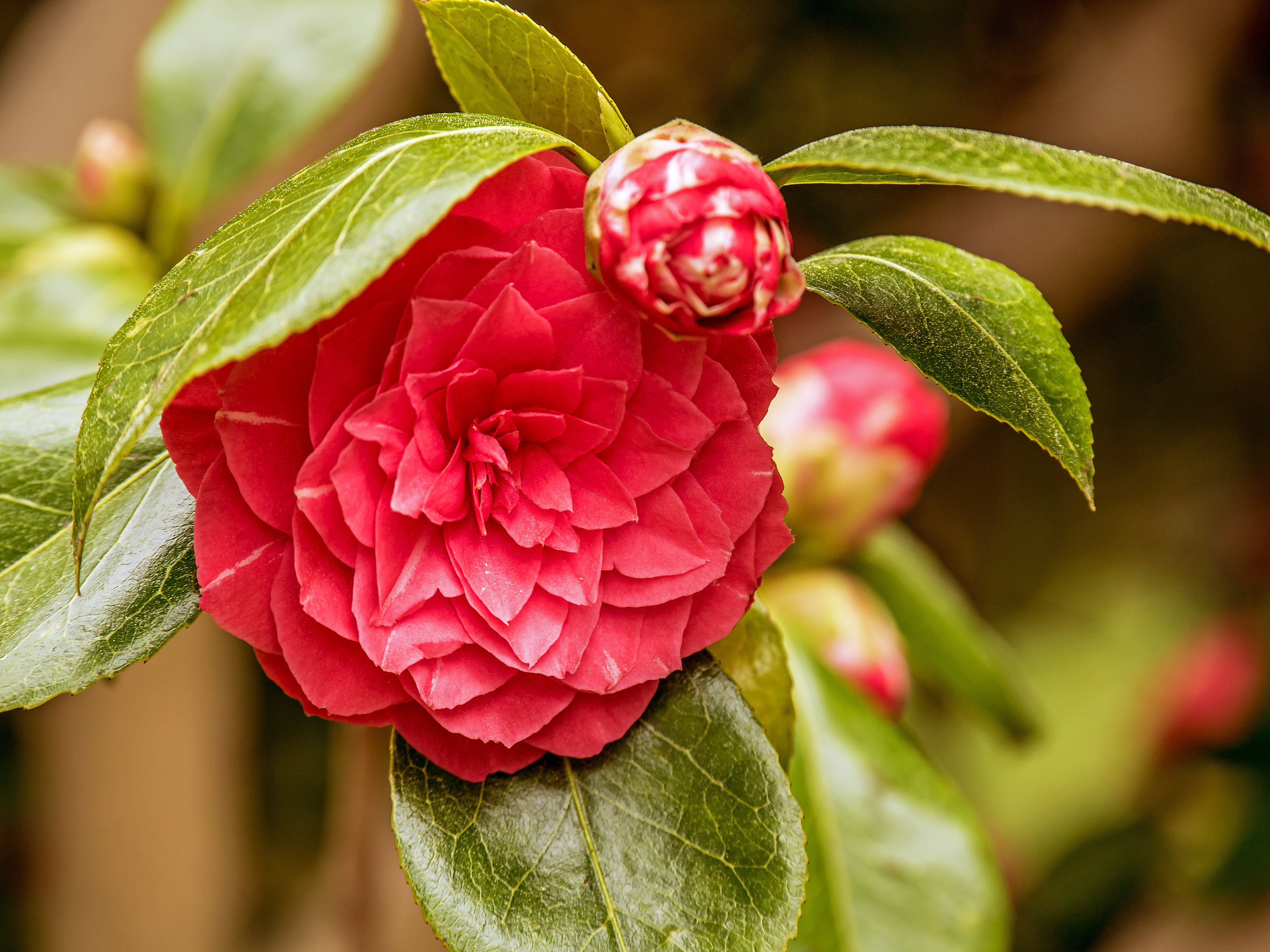 Wallpapers camellias flower flora on the desktop