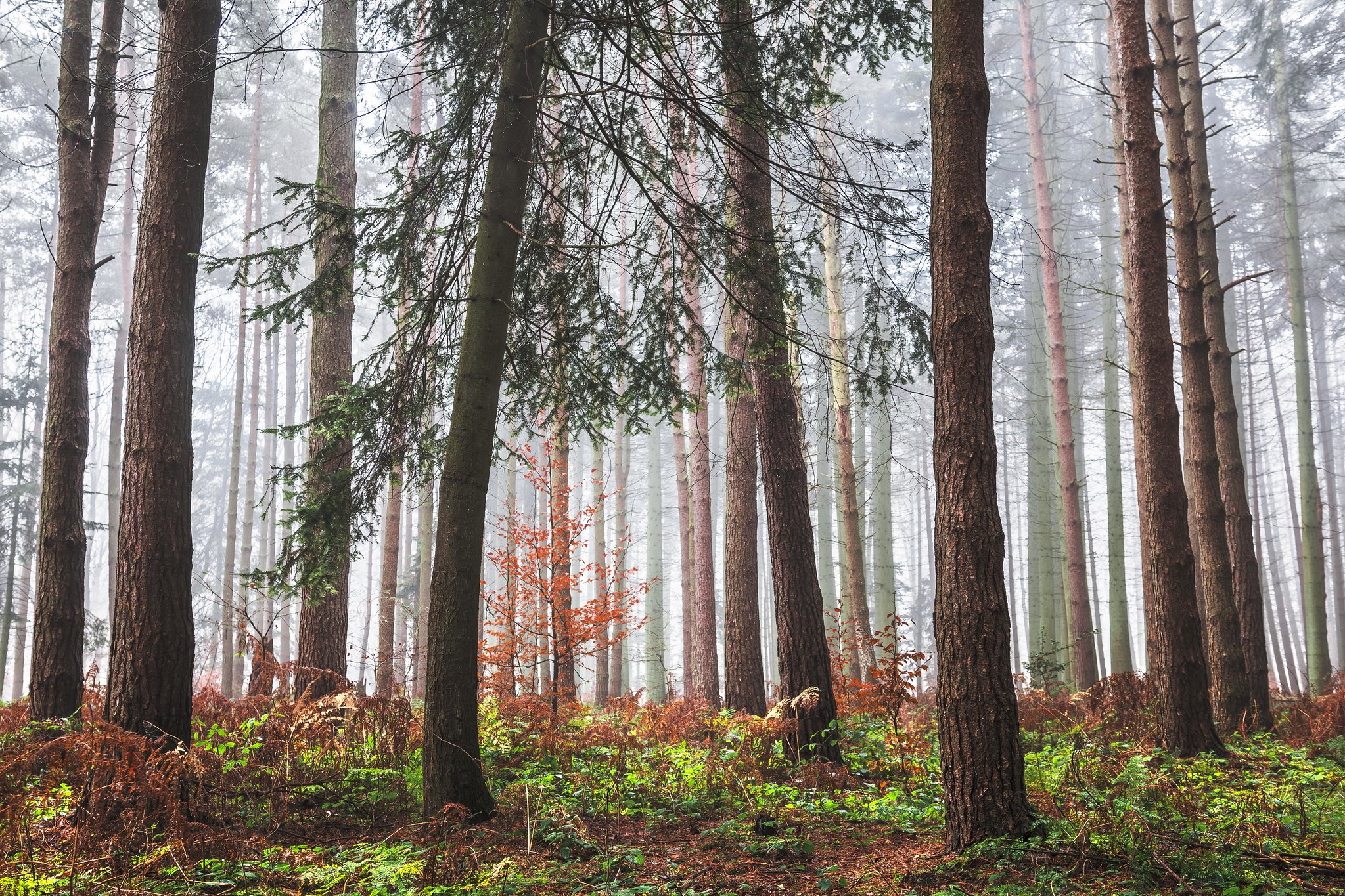 Coniferous forest