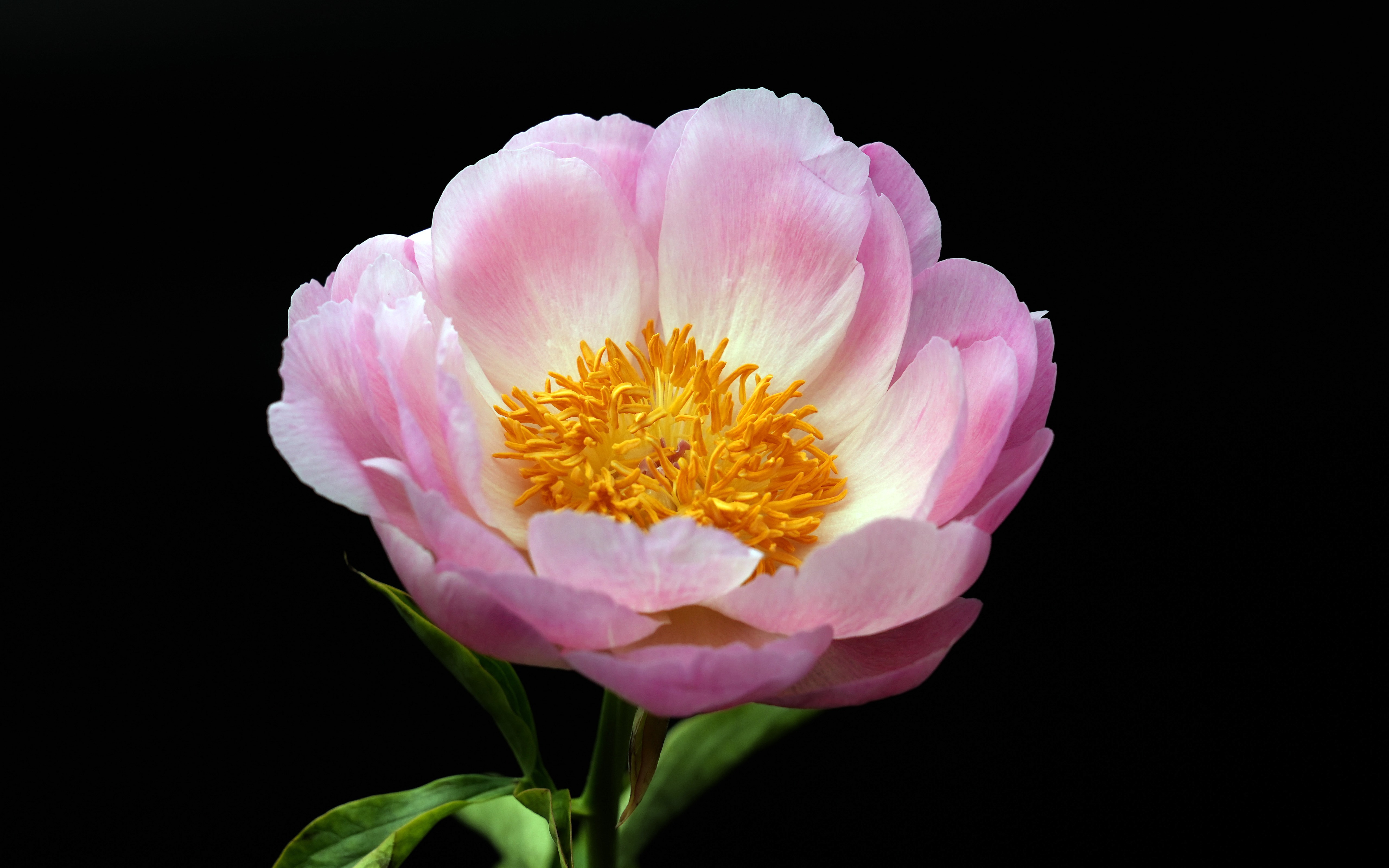 Free photo Chinese carnation close-up