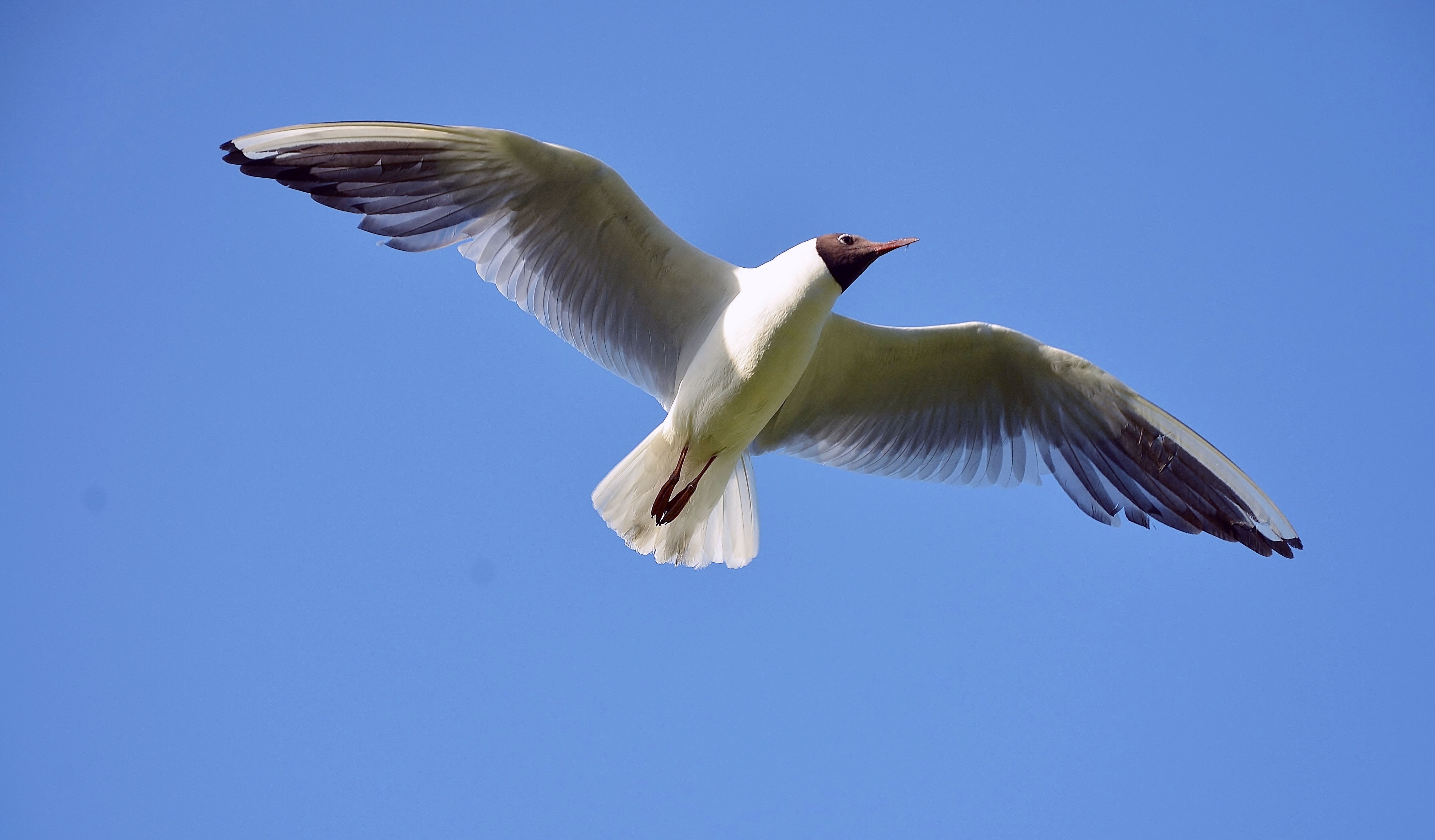 Free photo A seagull with wings spread in the sky