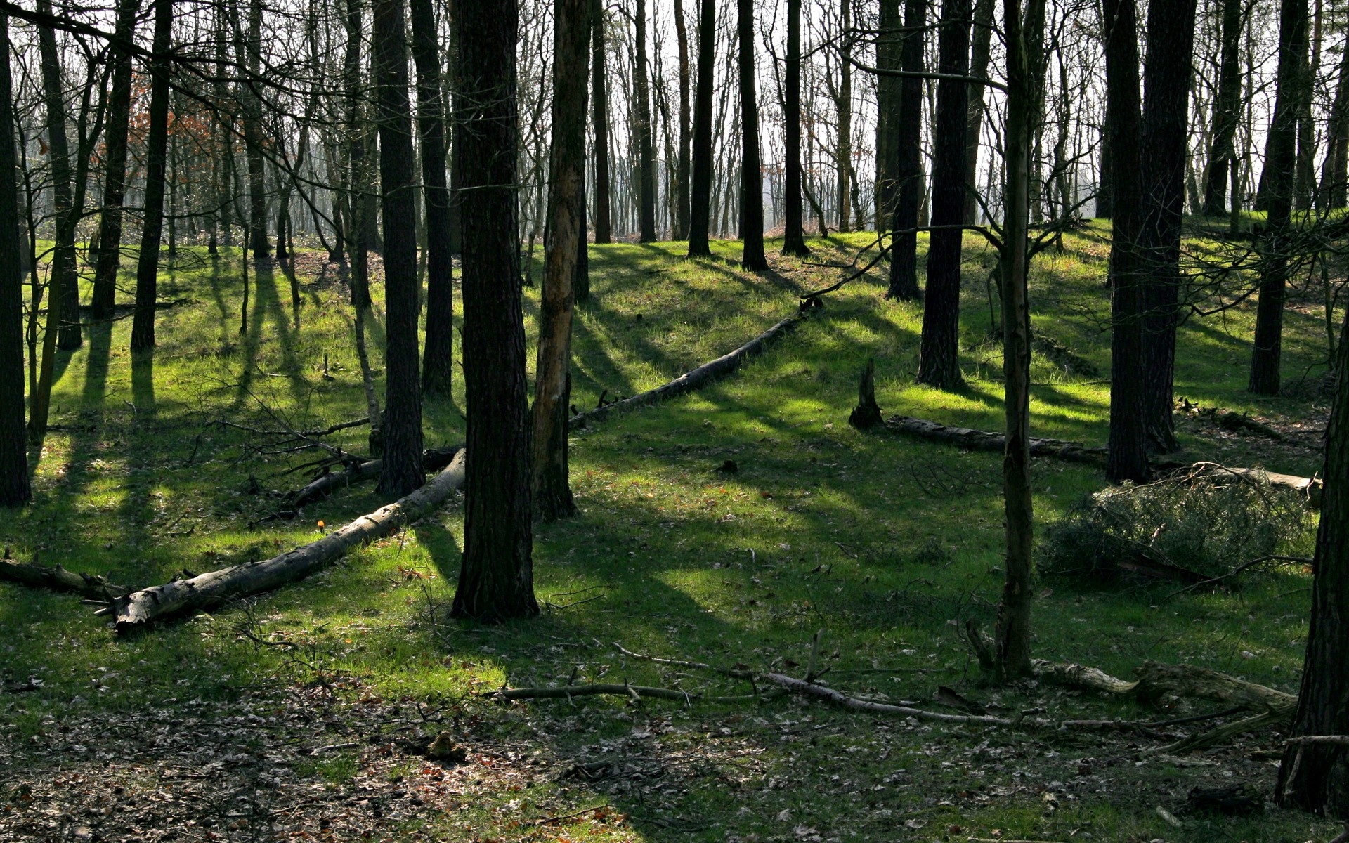 Бесплатное фото Утренние тени