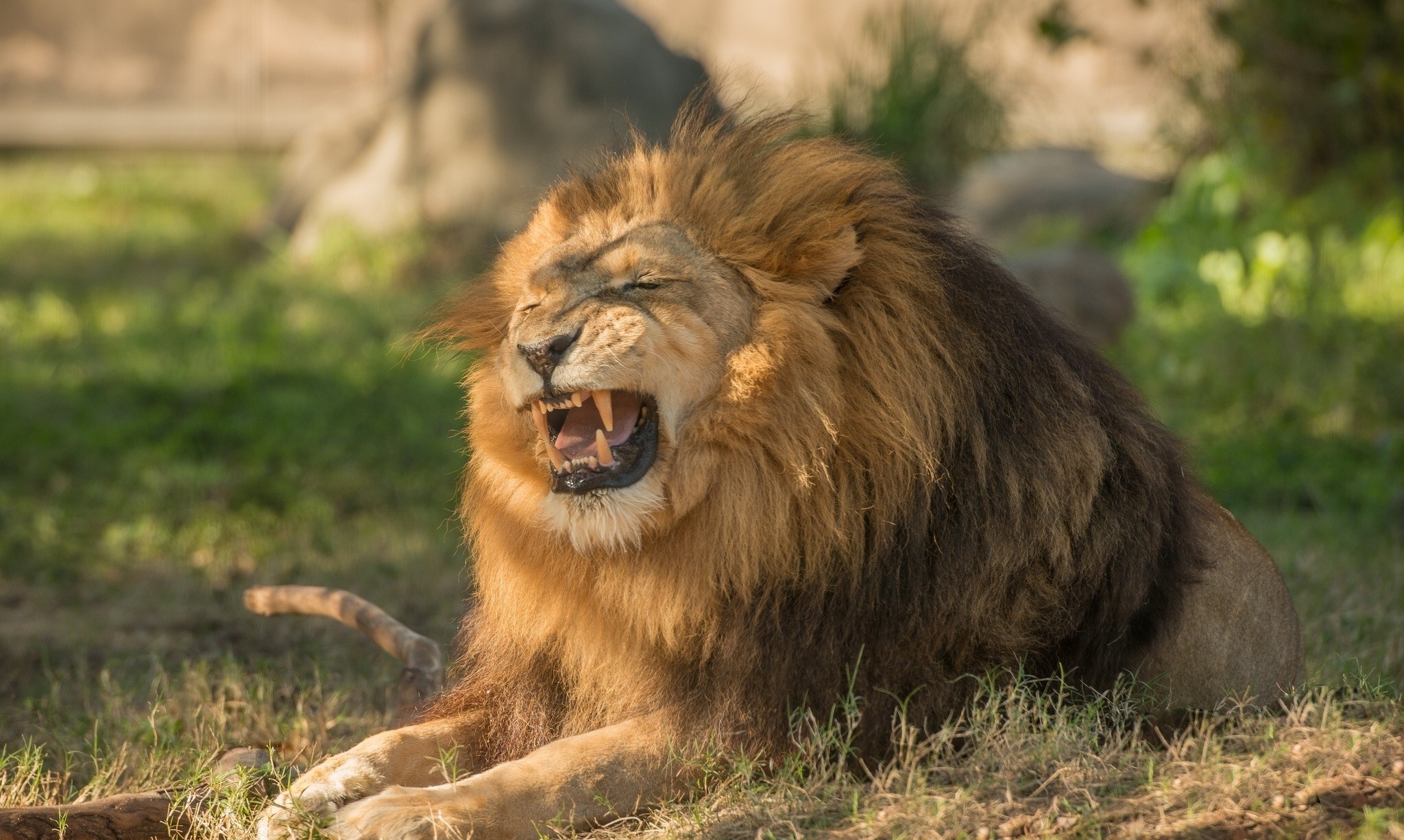 Free photo An old lion roars lying on the grass.