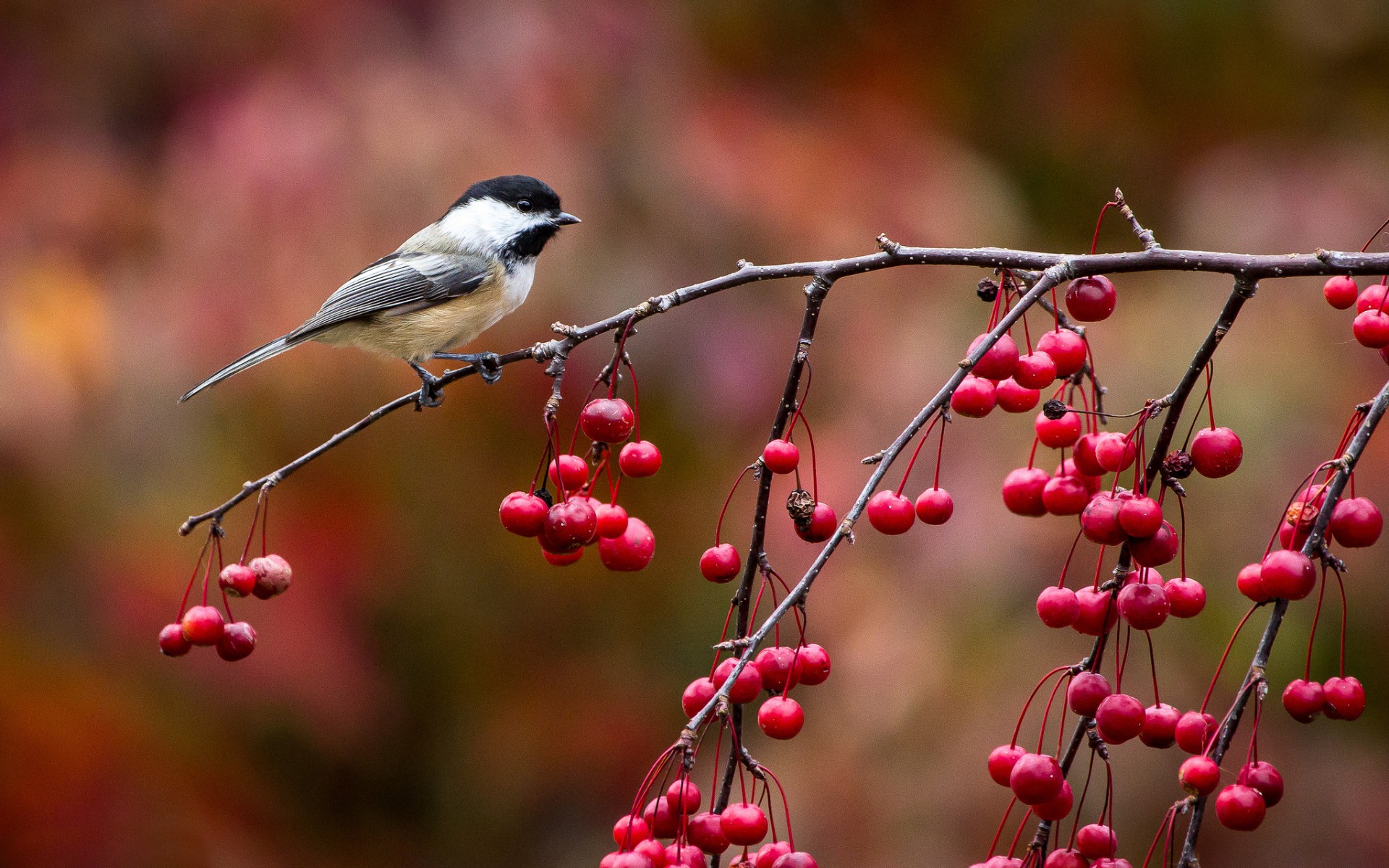 Wallpapers tit berries twigs on the desktop