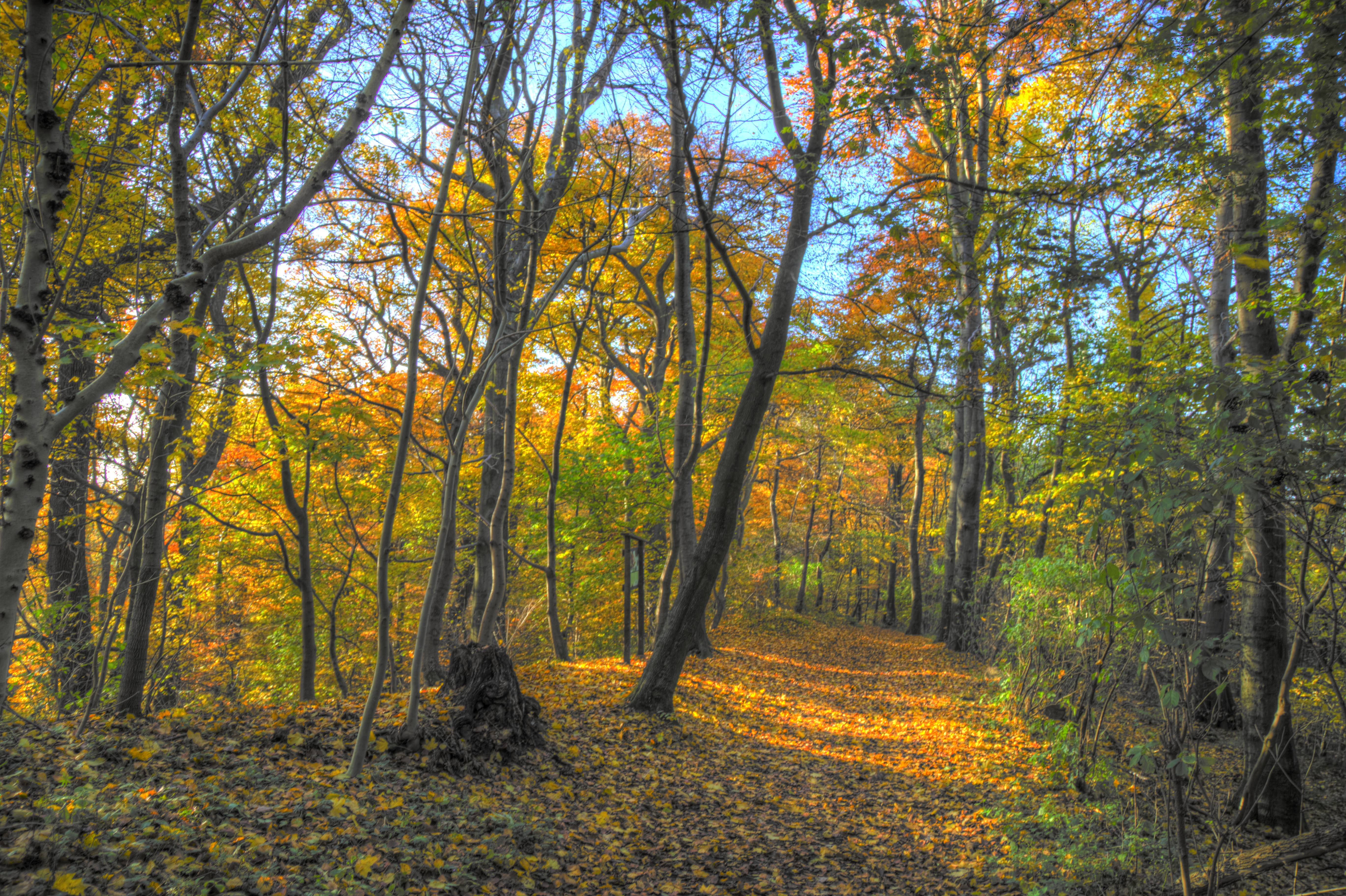 Free photo Dry fall forest